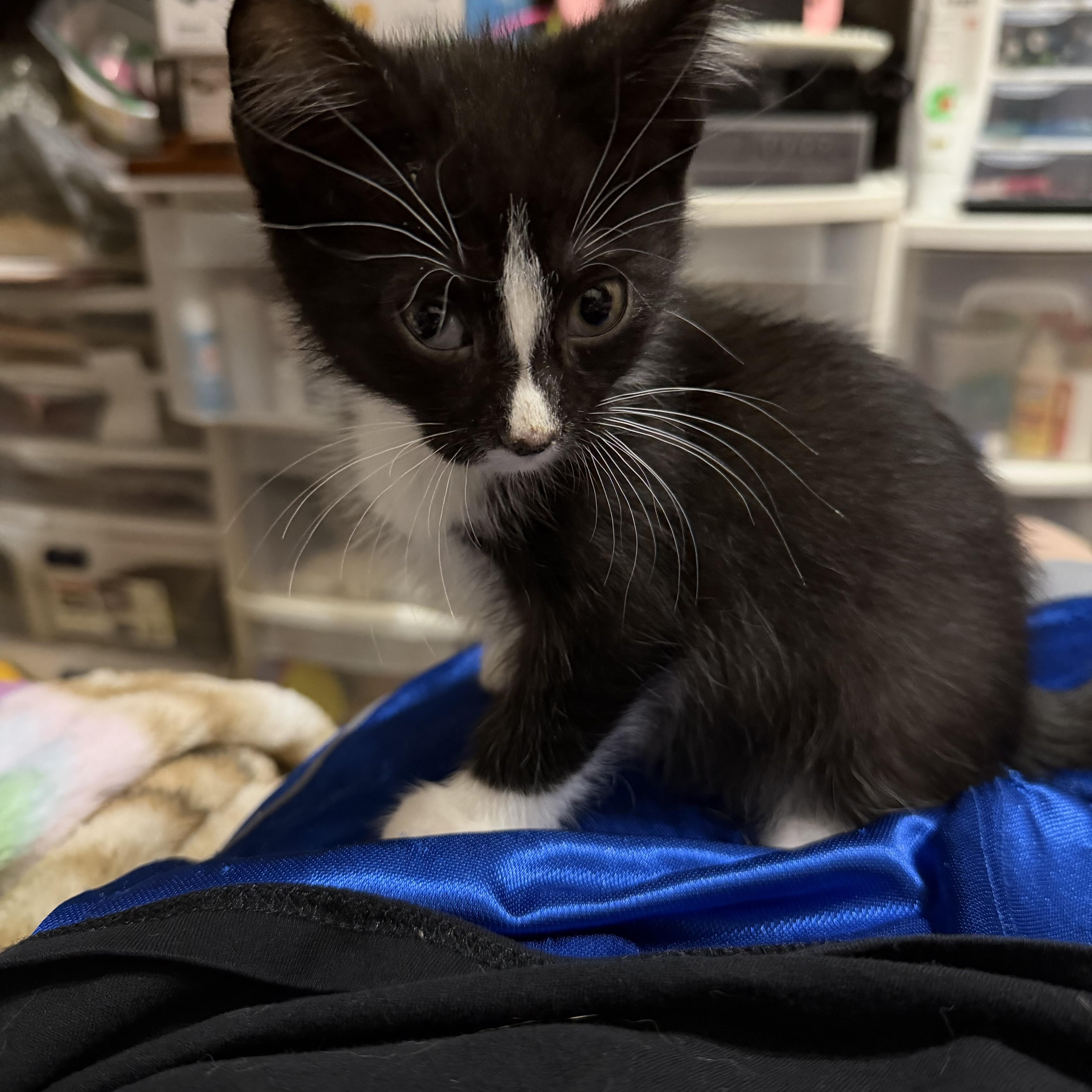Donut, a ADOPTABLE Domestic Short Hair in Muncie, IN image 1/3