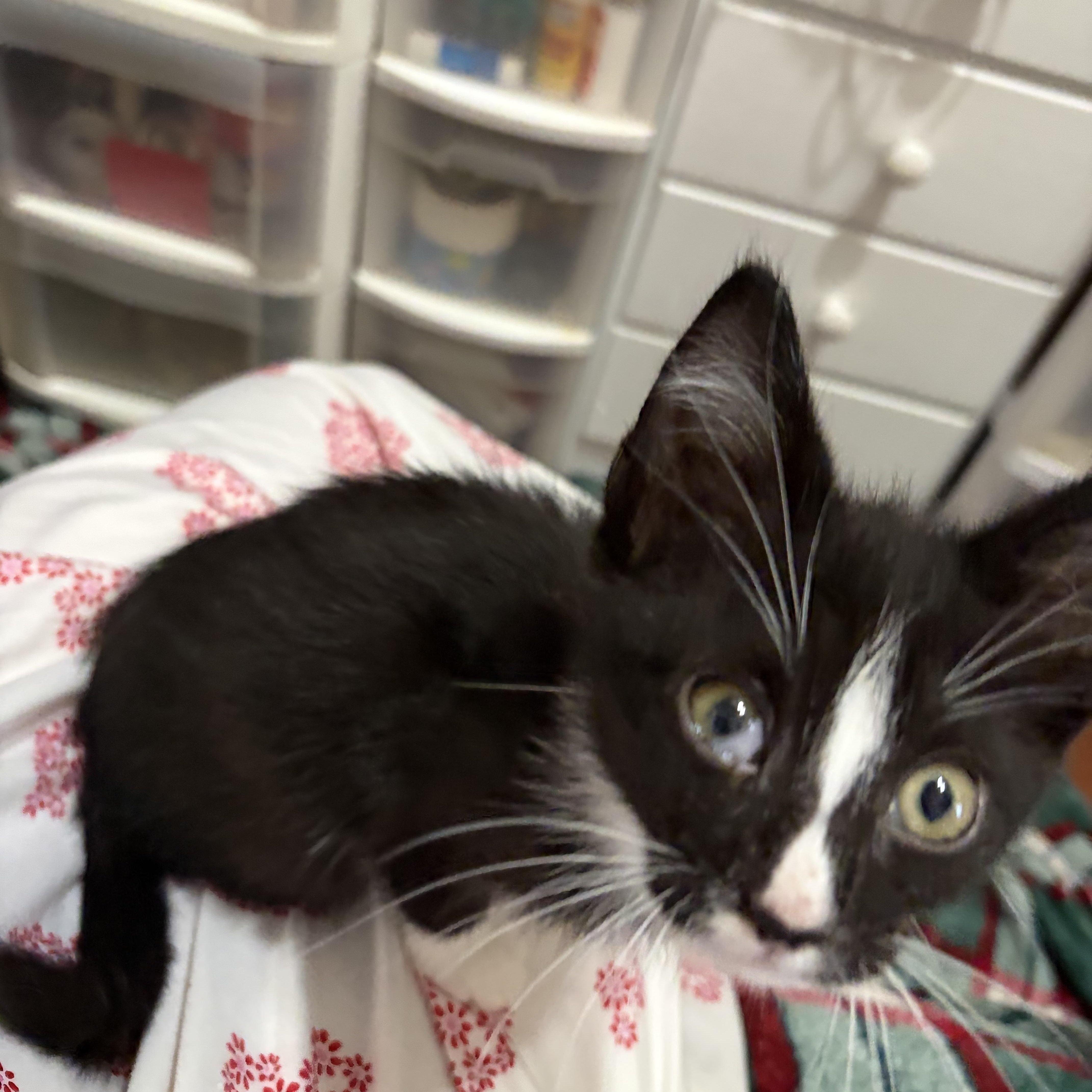 Donut, a ADOPTABLE Domestic Short Hair in Muncie, IN image 3/3