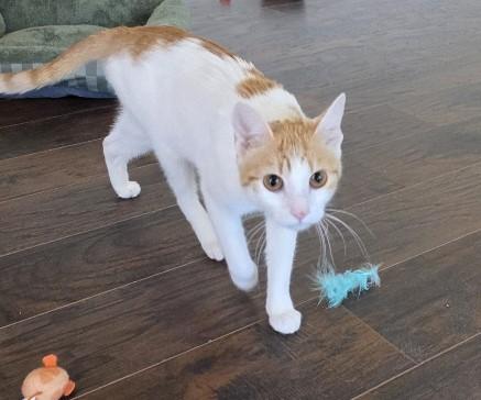 Enlarge Sunkiss, an adopted Domestic Short Hair in Easton, MA image 6/6