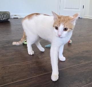 Enlarge Sunkiss, an adopted Domestic Short Hair in Easton, MA image 5/6