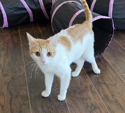 Sunkiss, adopted, Adult Female Domestic Short Hair.