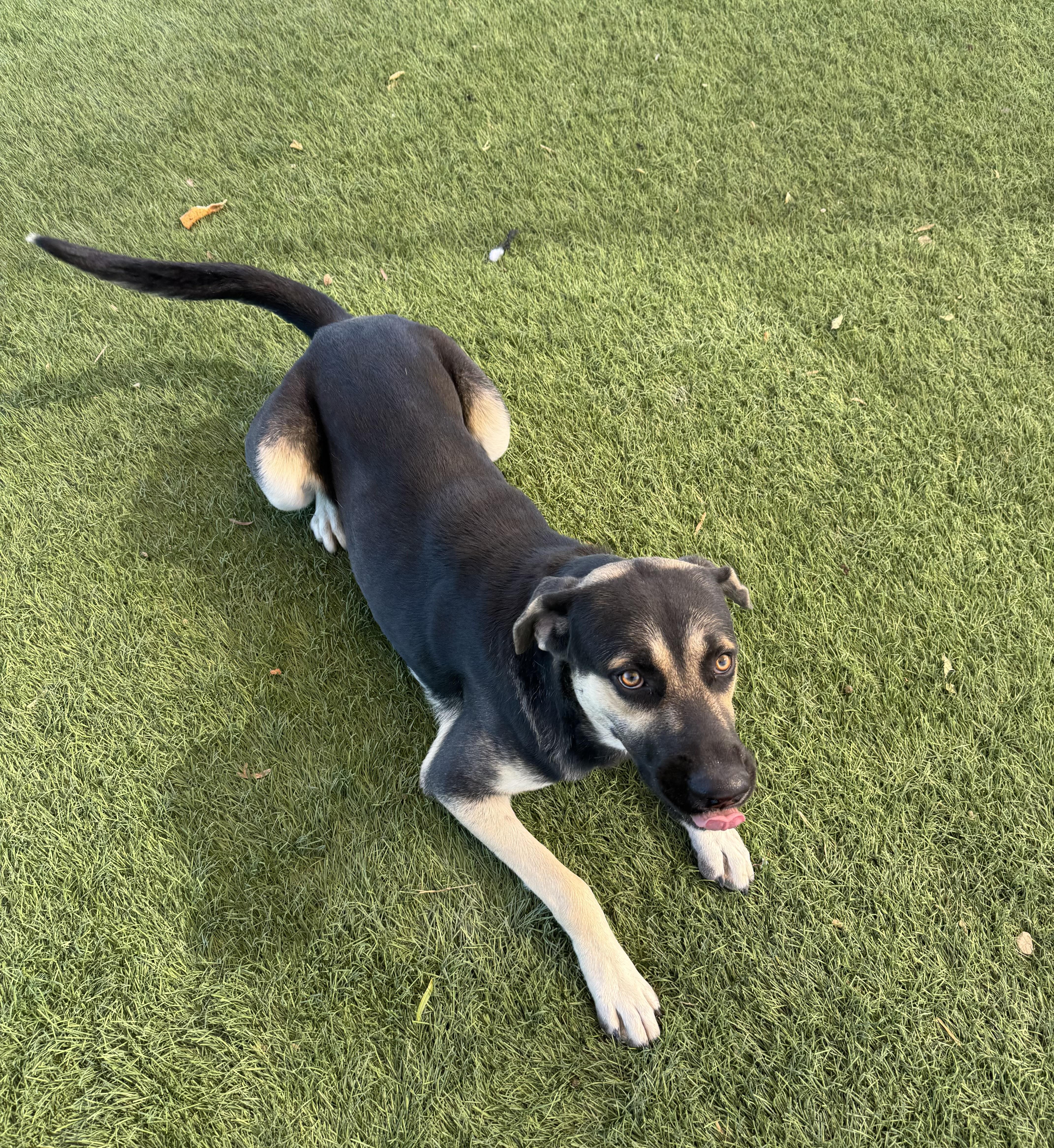 Enlarge Max, an adopted mixed breed in Madison, WI image 6/6