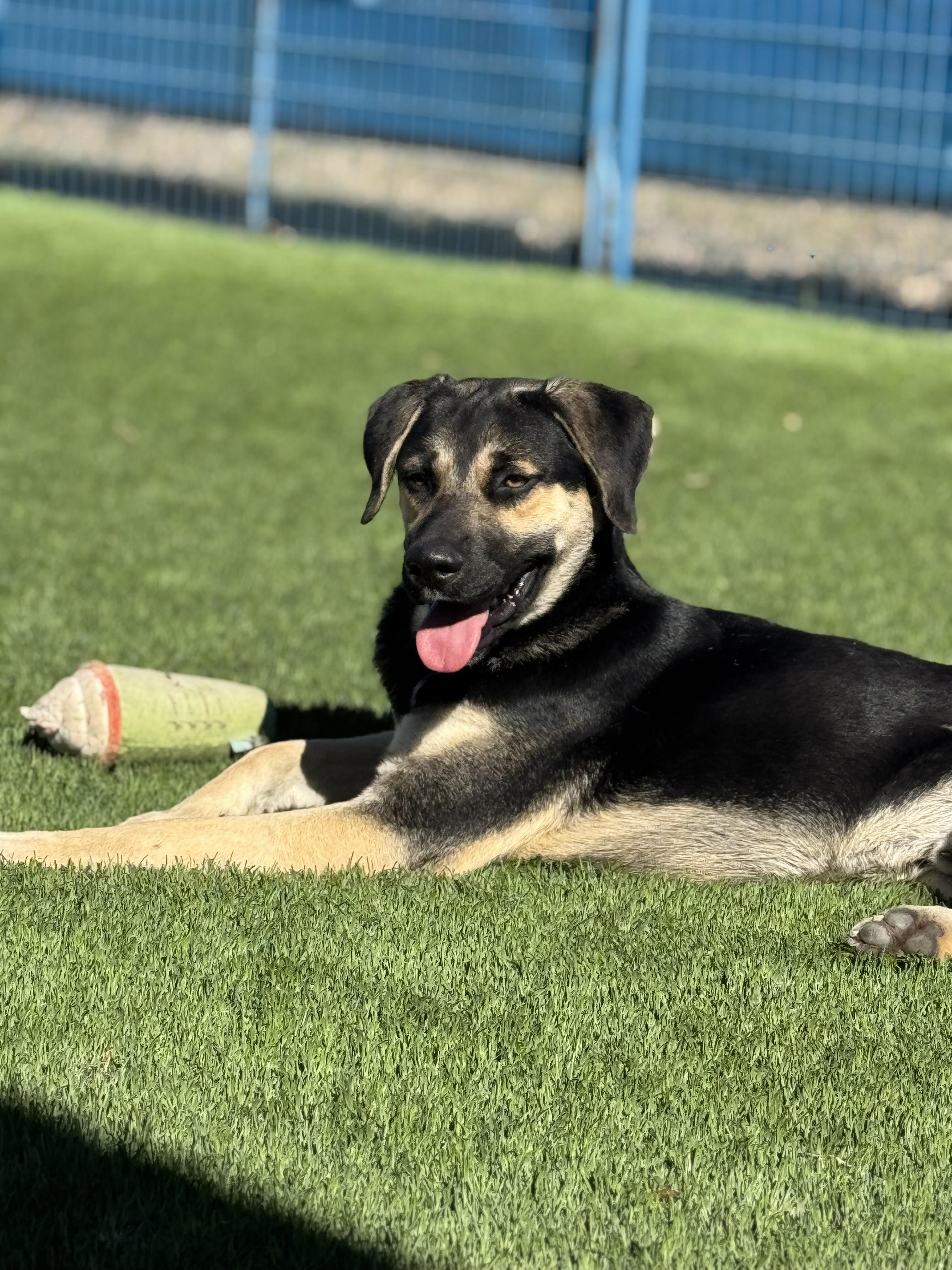 Enlarge Max, an adopted mixed breed in Madison, WI image 5/6