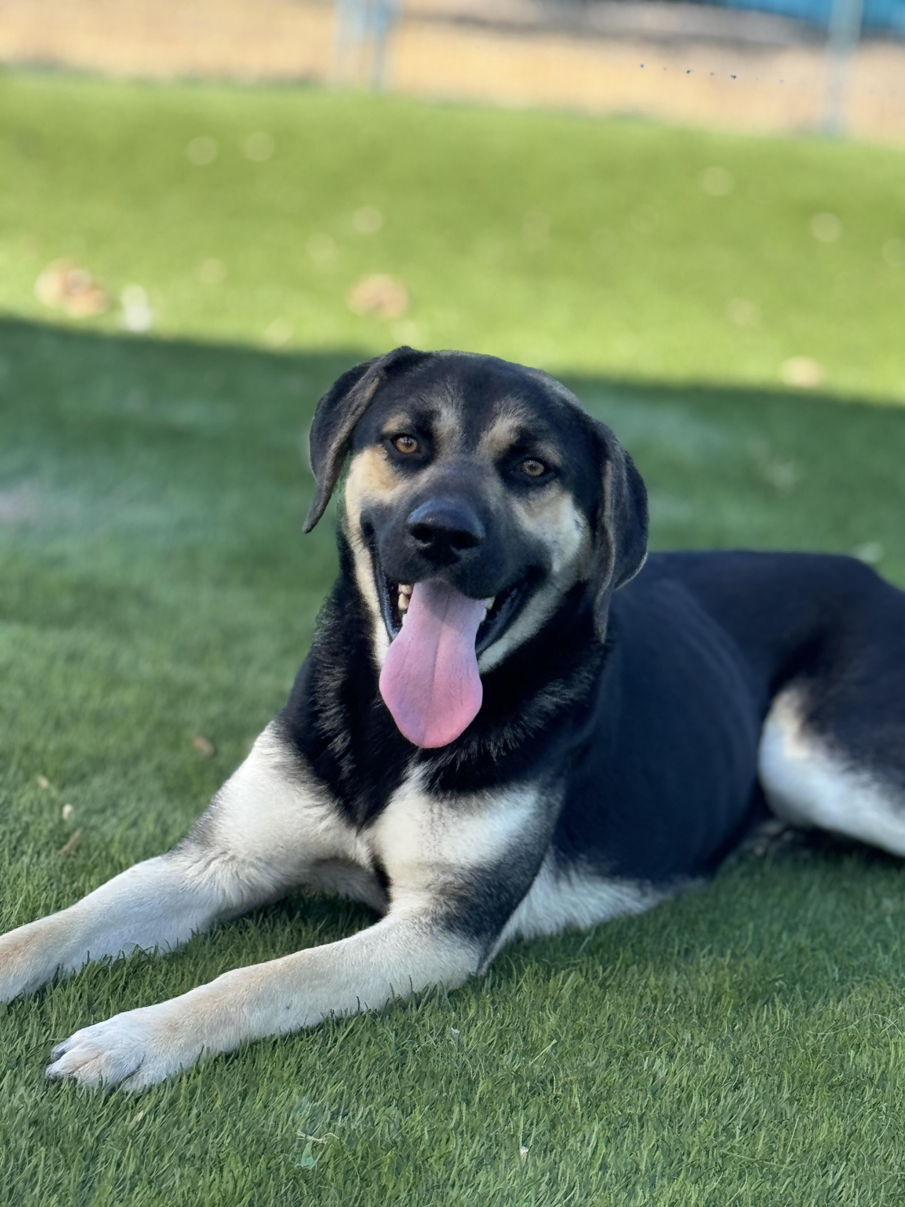 Enlarge Max, an adopted mixed breed in Madison, WI image 3/6