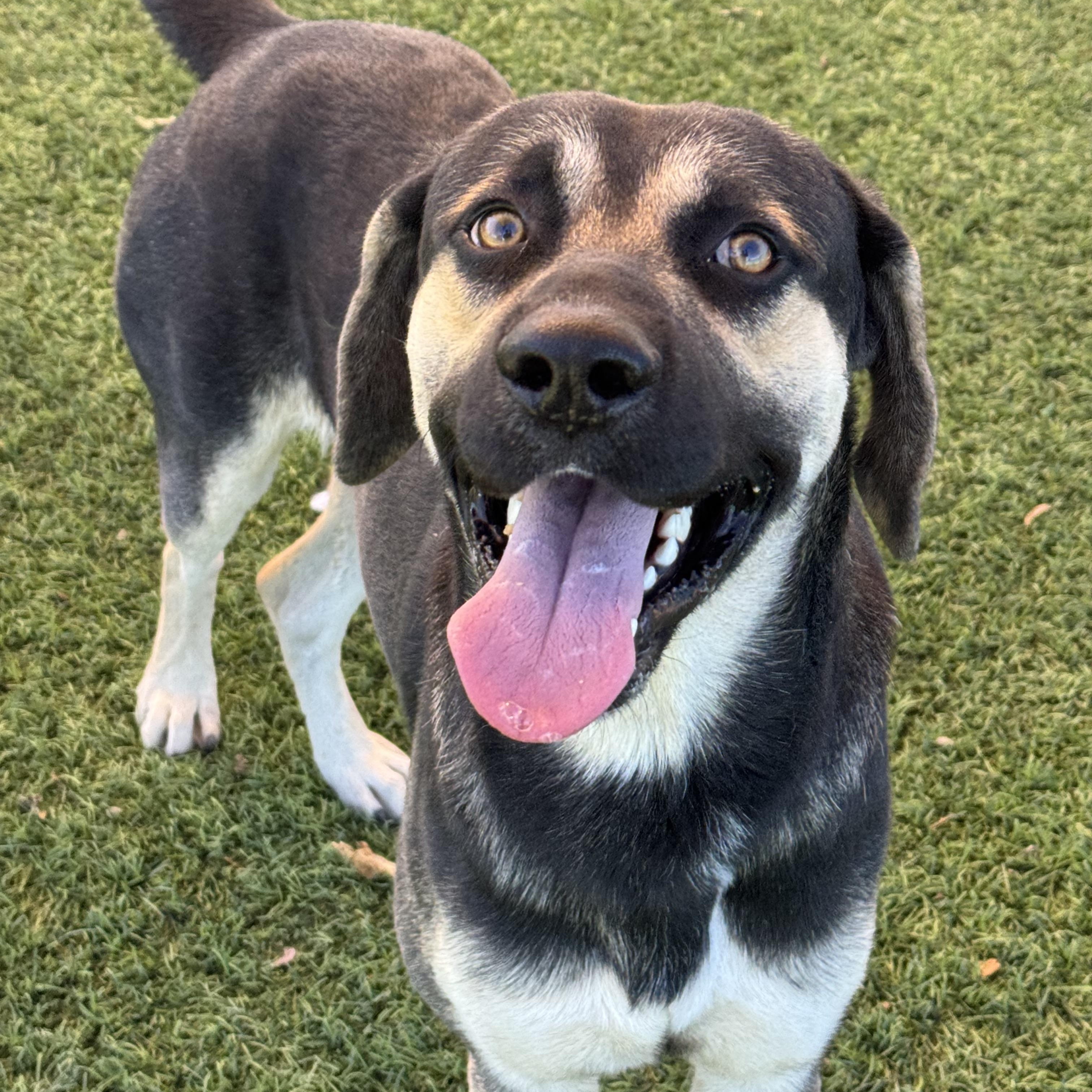 Enlarge Max, an adopted mixed breed in Madison, WI image 1/6