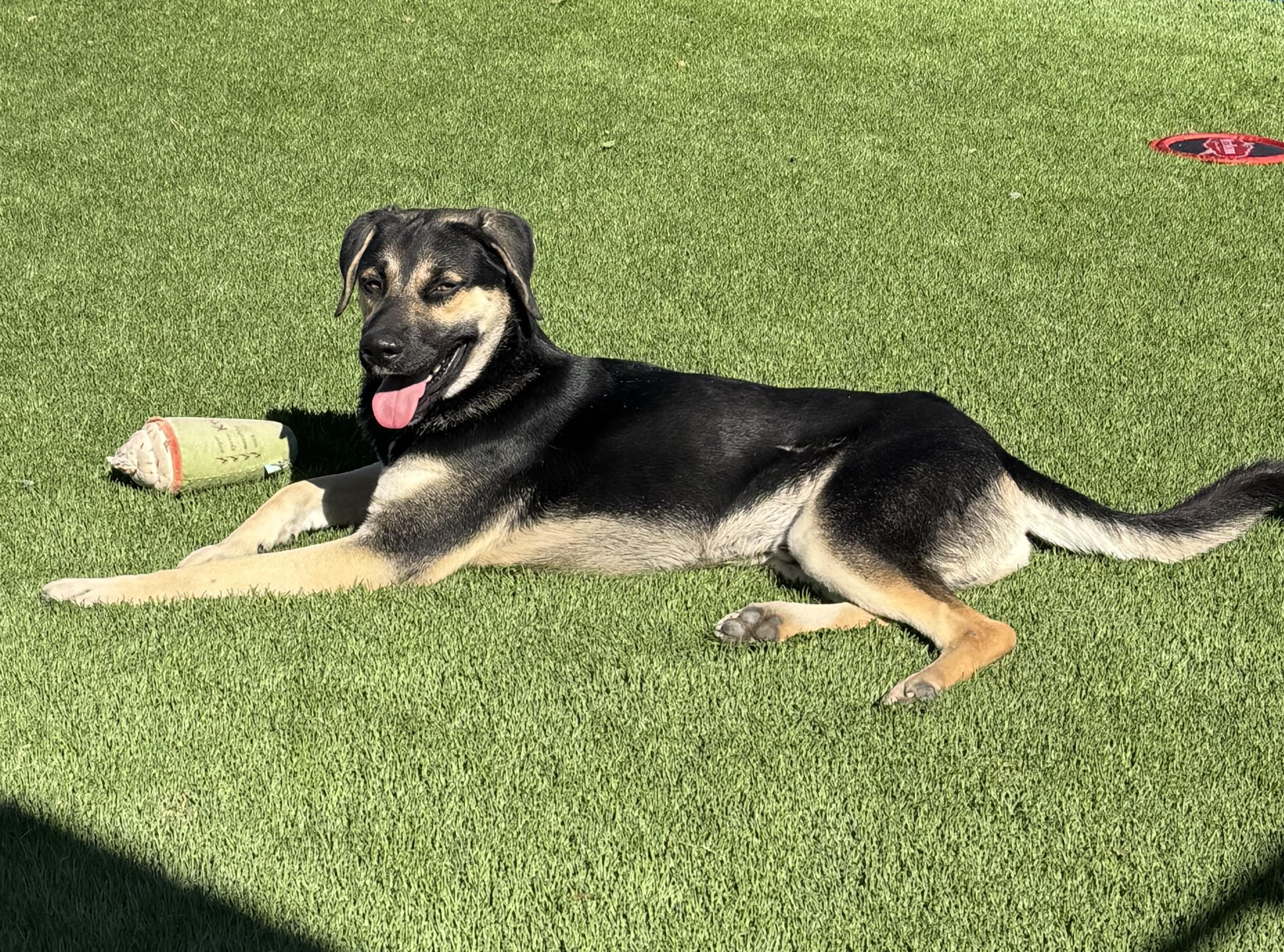 Enlarge Max, an adopted mixed breed in Madison, WI image 4/6