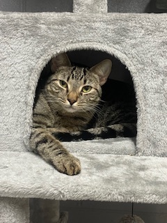 Mickey, Adoptable, Kitten Male Domestic Short Hair.