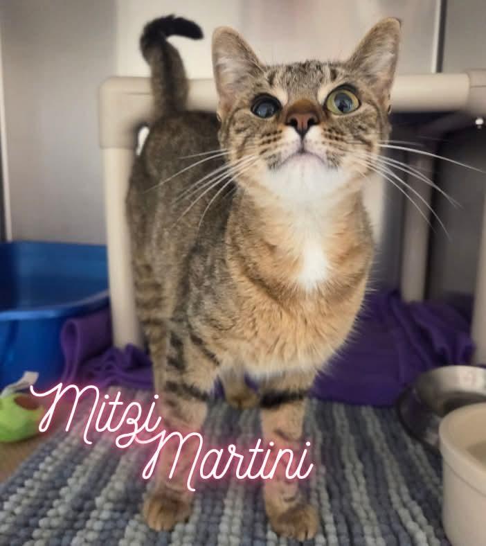 Enlarge Mitzi Martini, a Adoptable Domestic Short Hair in Nevada, IA image 1/1