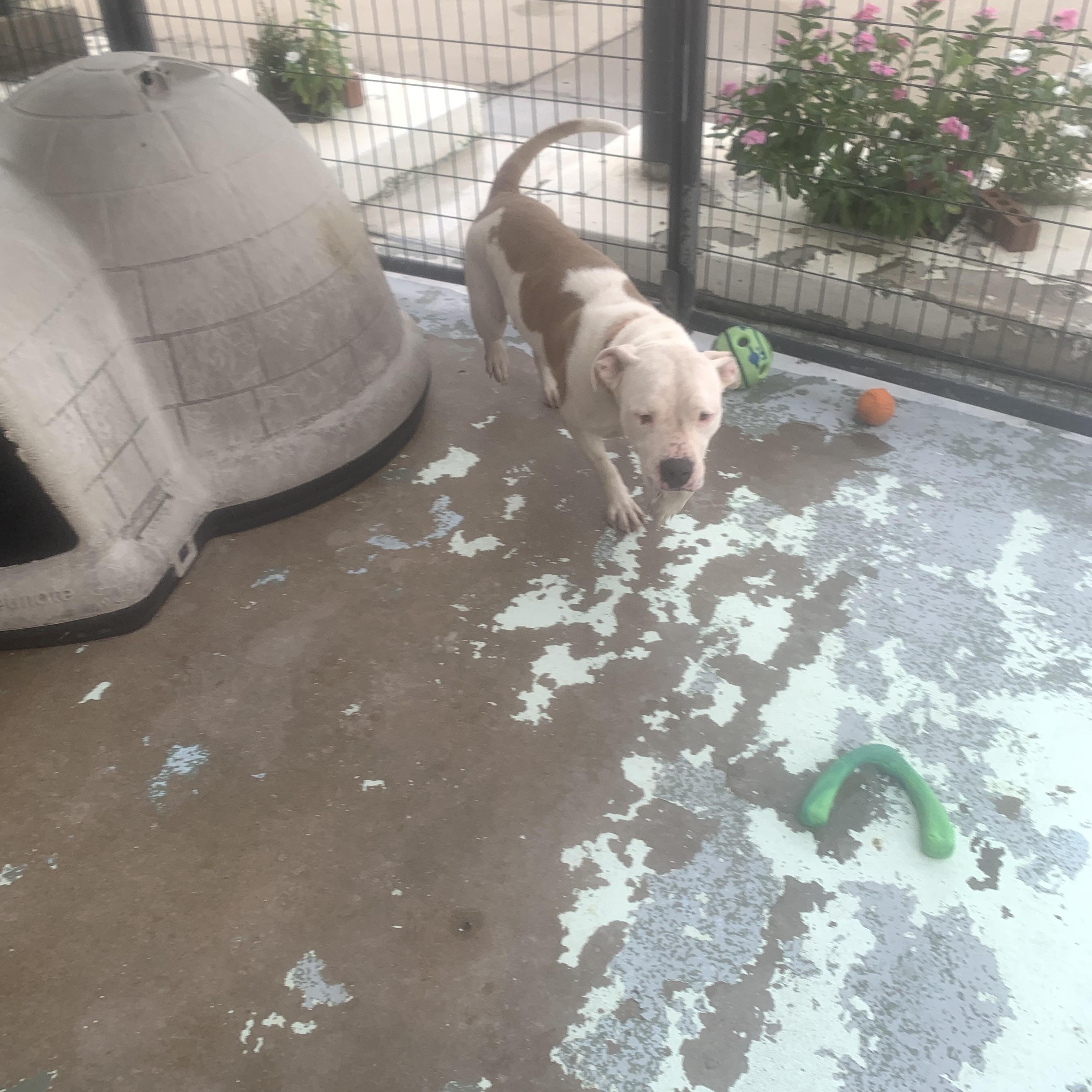 Emma, Adoptable, Adult Female American Bulldog & Mixed Breed.