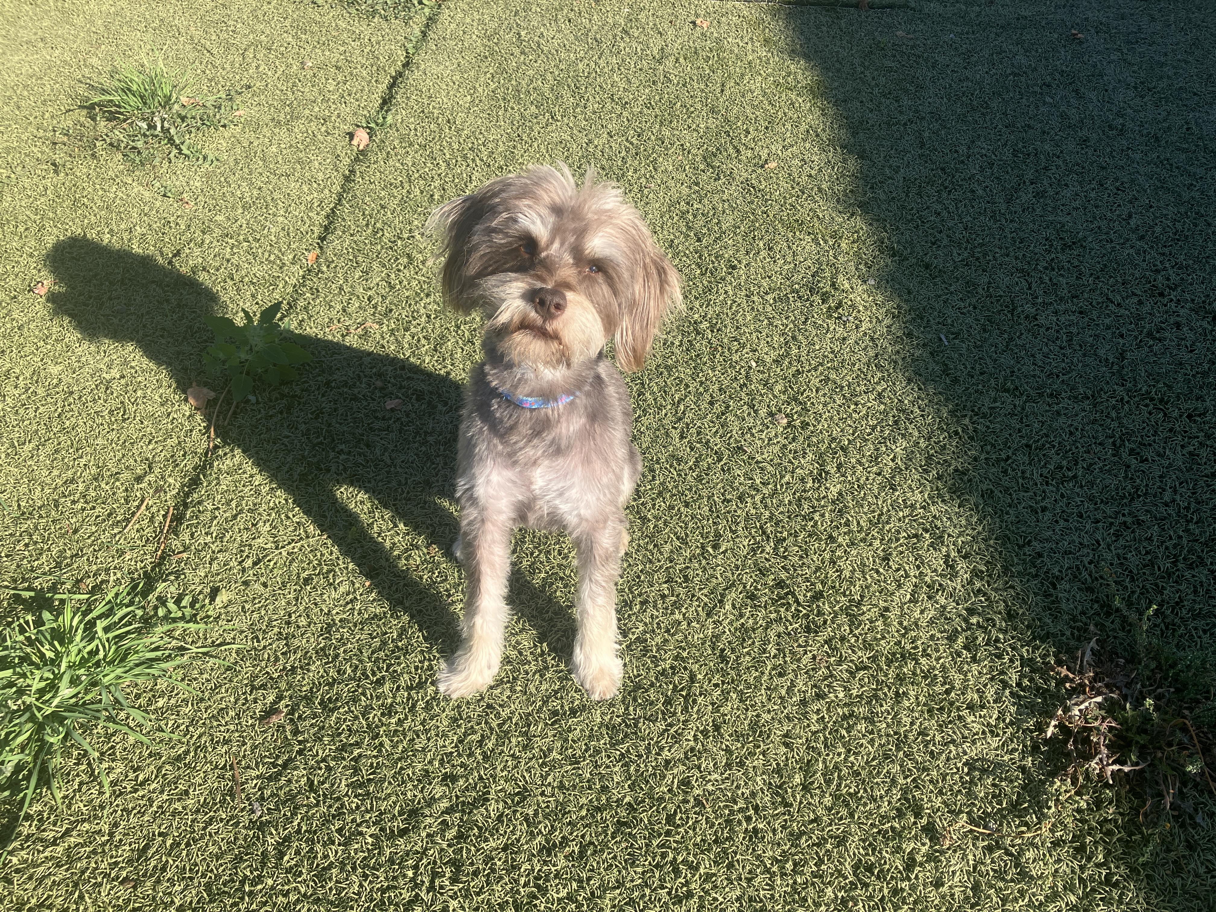 Enlarge Bennet, a Adoptable mixed breed in St. Anthony, ID image 5/6