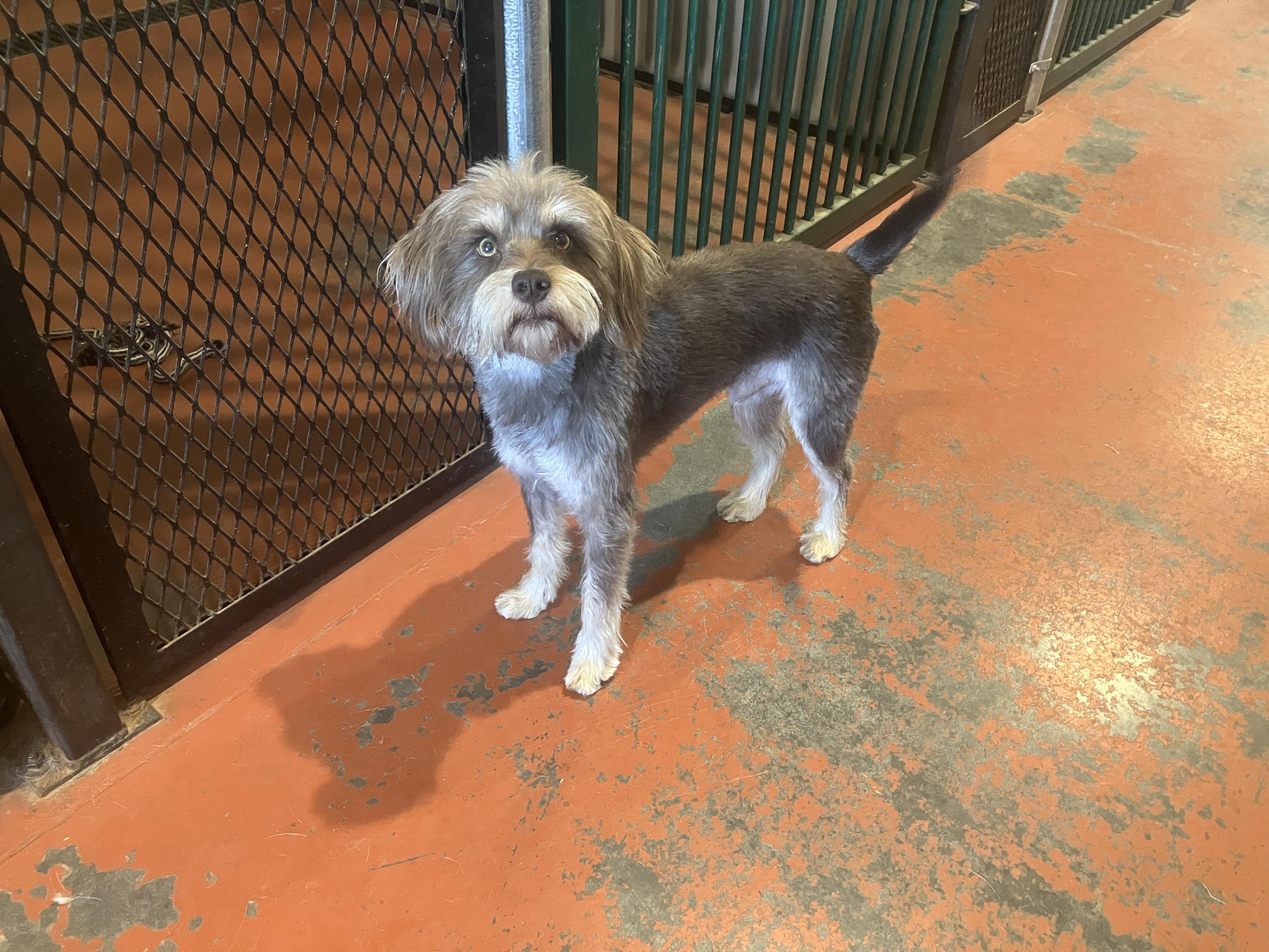 Bennet, Adoptable, Young Male Havanese & Schnauzer.