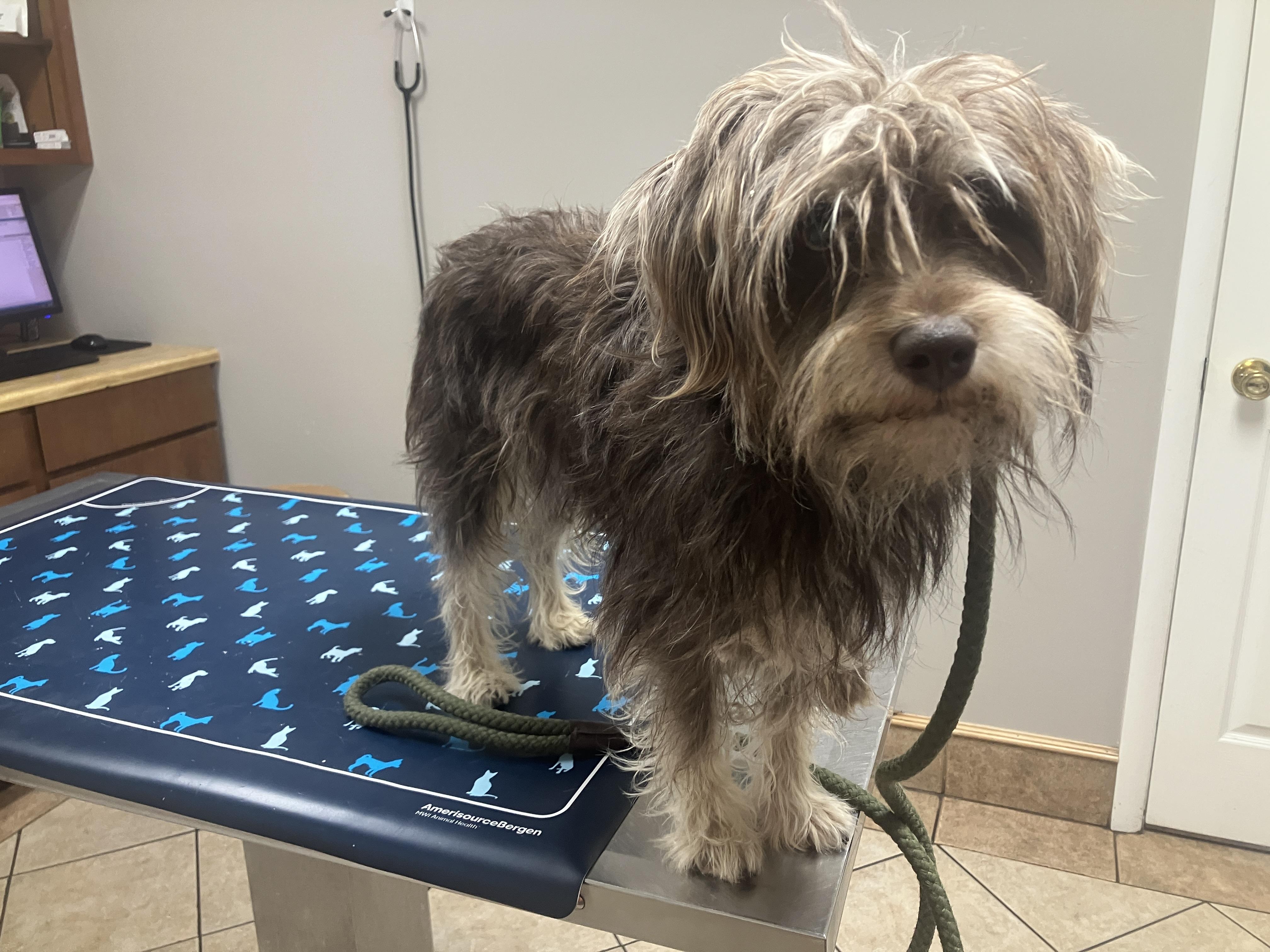 Enlarge Bennet, a Adoptable mixed breed in St. Anthony, ID image 2/6