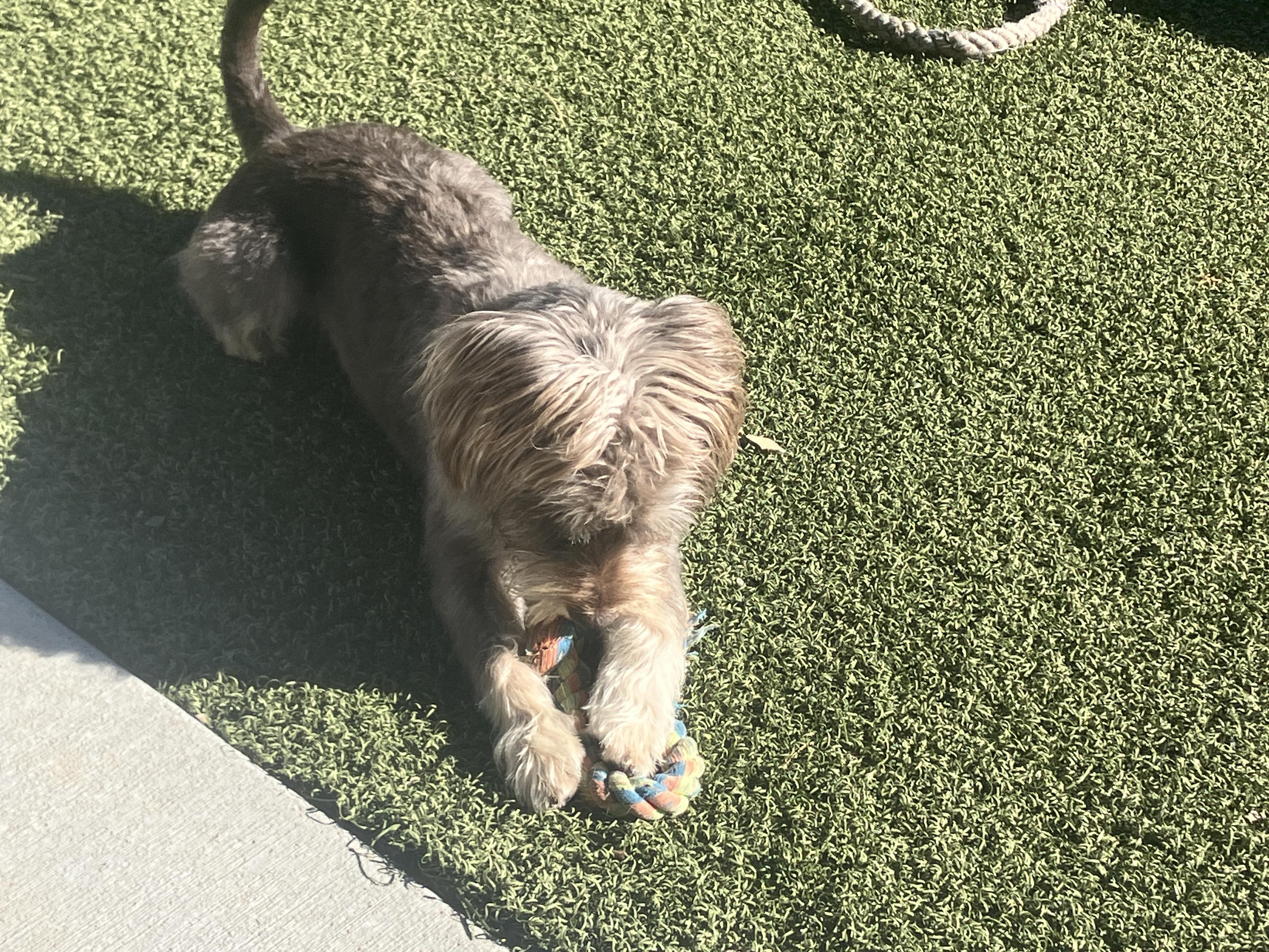 Enlarge Bennet, a Adoptable mixed breed in St. Anthony, ID image 6/6