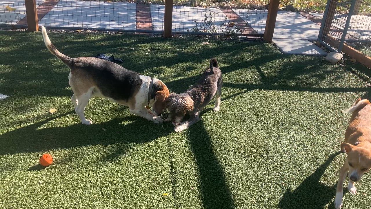 Enlarge Bennet, a Adoptable mixed breed in St. Anthony, ID video 3/6