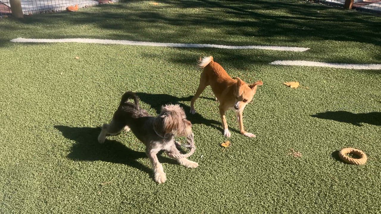 Enlarge Bennet, a Adoptable mixed breed in St. Anthony, ID video 4/6
