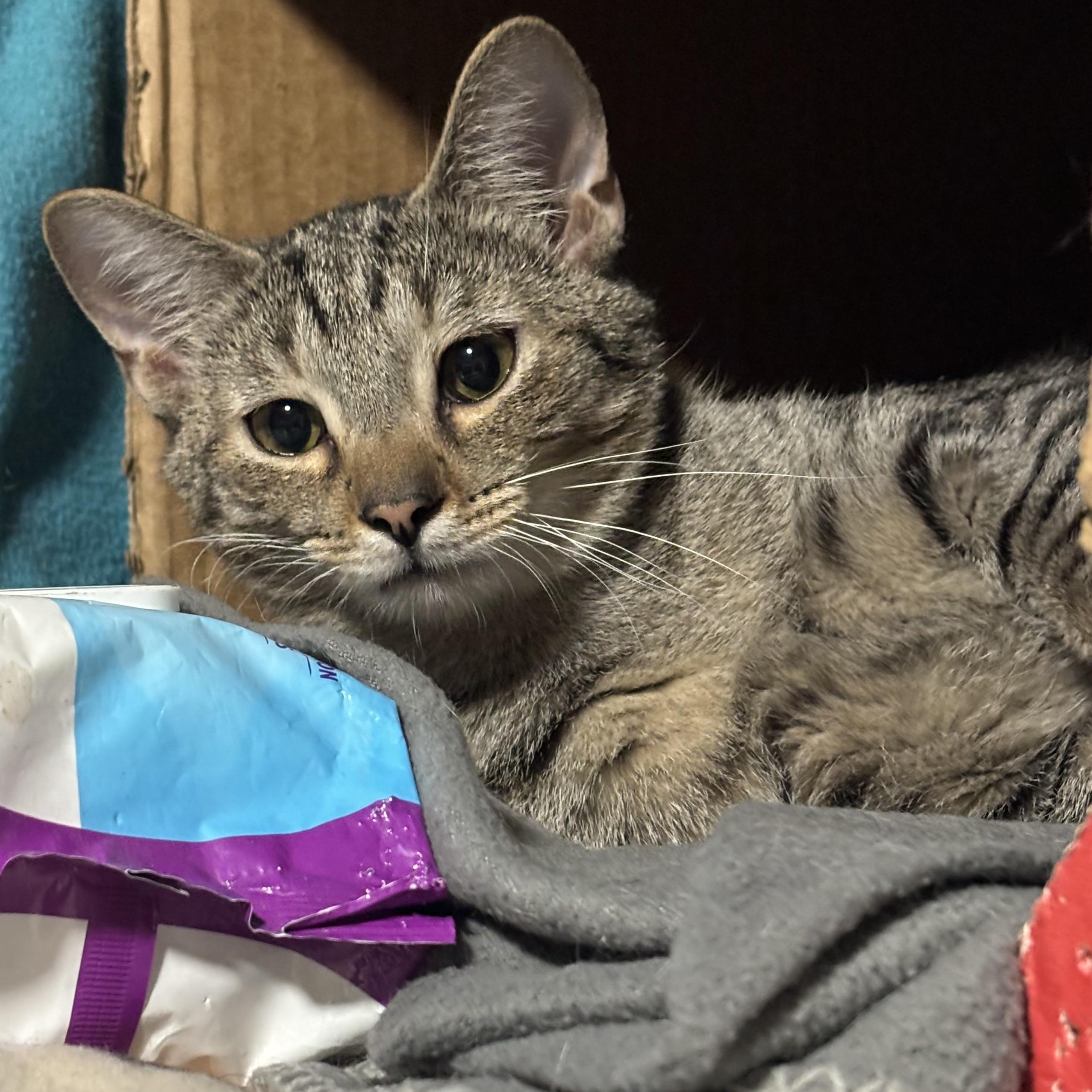JOURNEY, Adoptable, Young Male Domestic Short Hair.