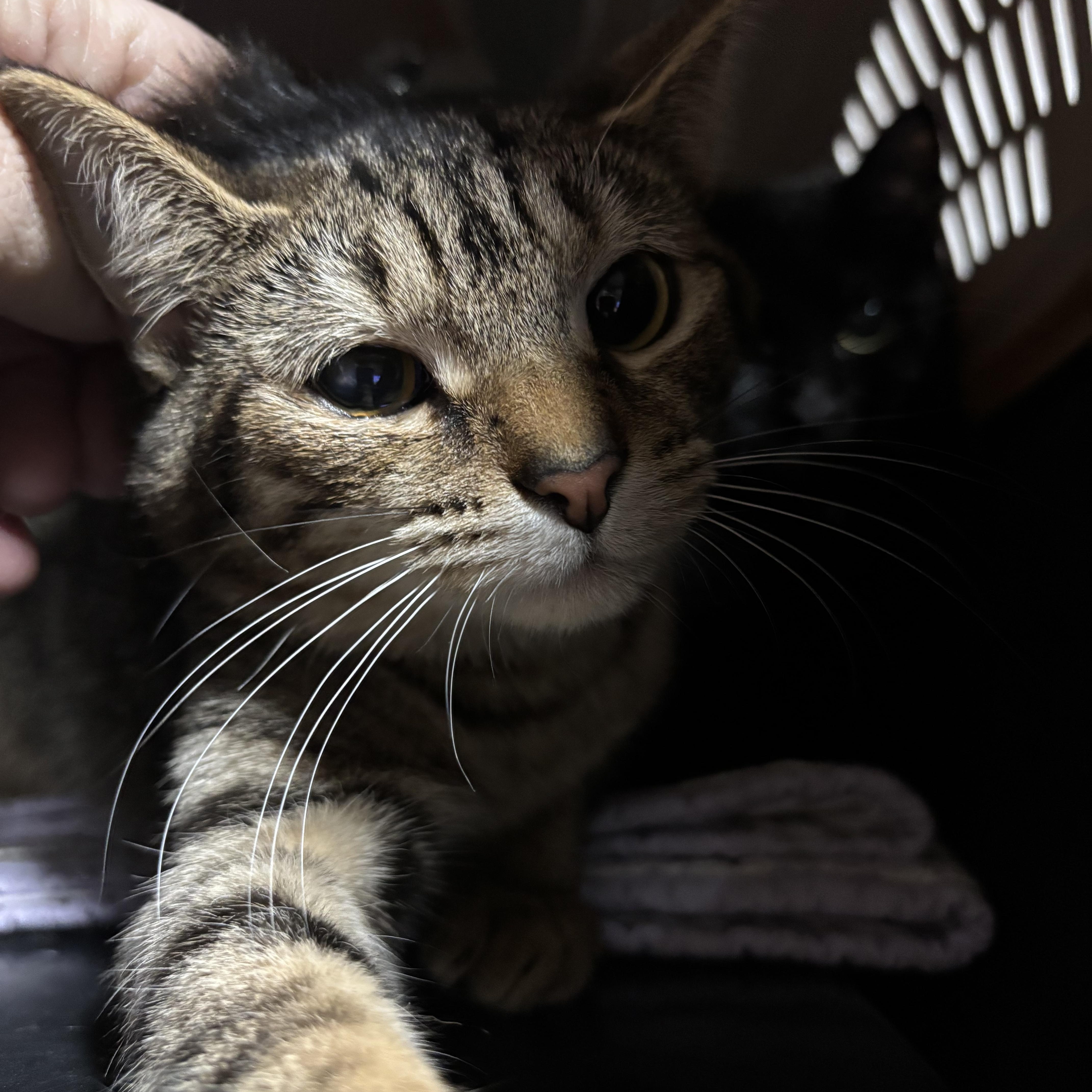 Enlarge JOURNEY, a Adoptable Domestic Short Hair in Pittsburgh, PA image 1/1