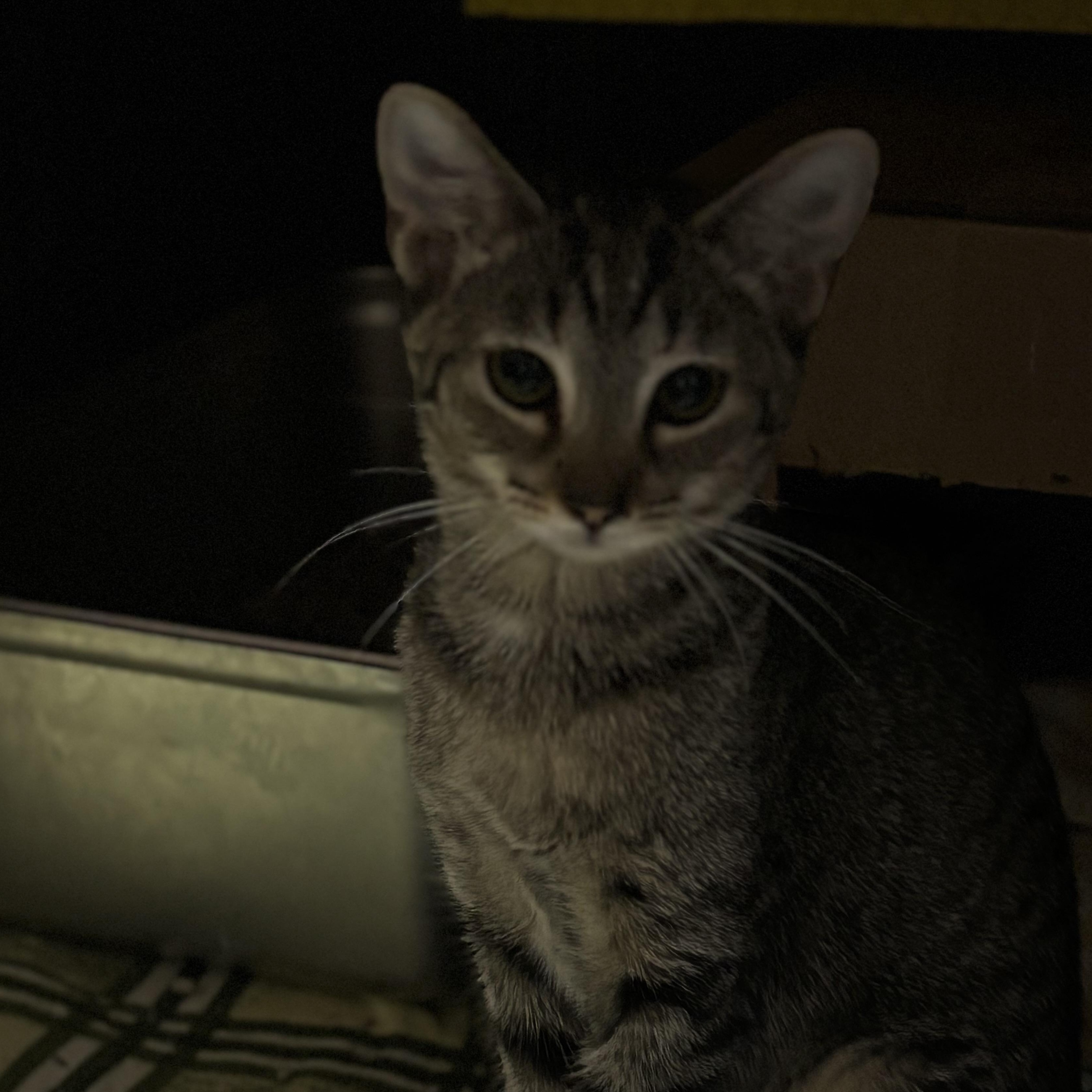 Enlarge JOURNEY, a Adoptable Domestic Short Hair in Pittsburgh, PA image 2/2