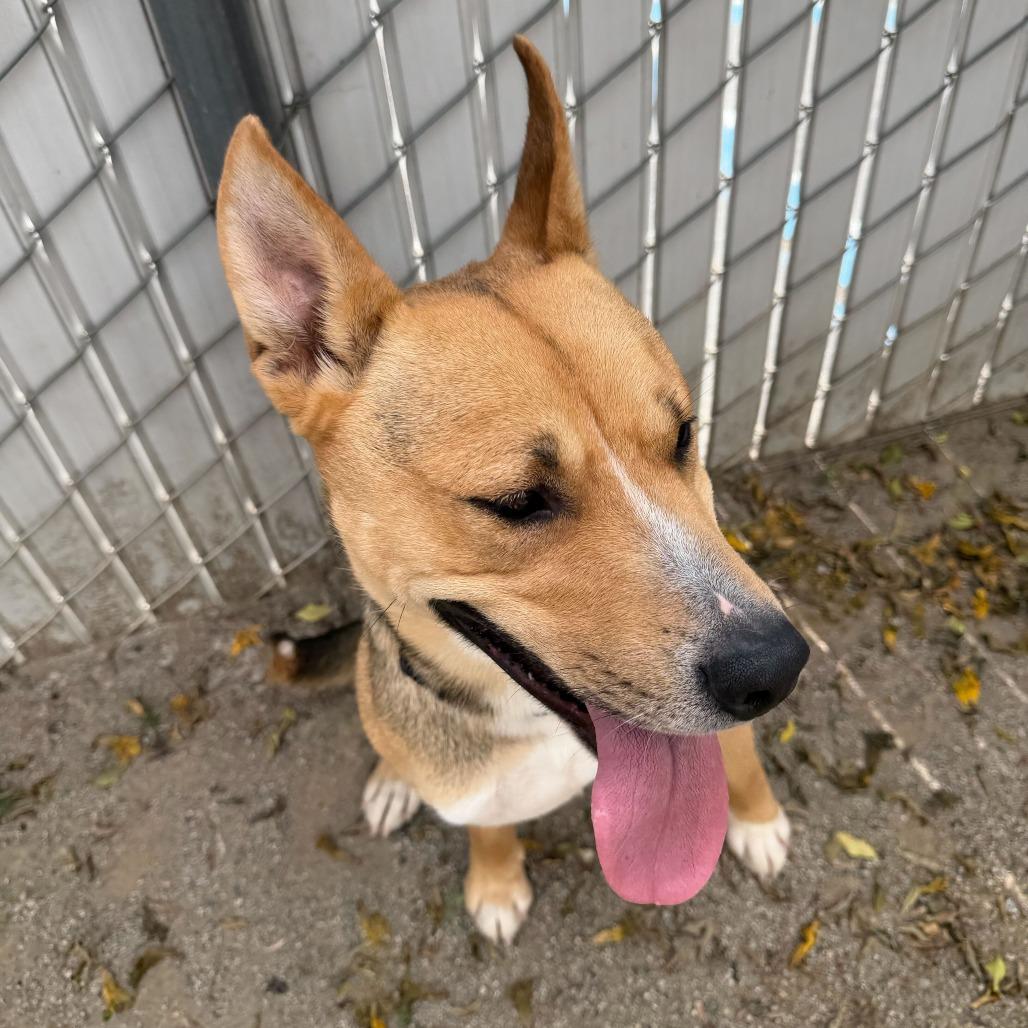 Toast, Adoptable, Adult Female Shepherd & Mixed Breed.