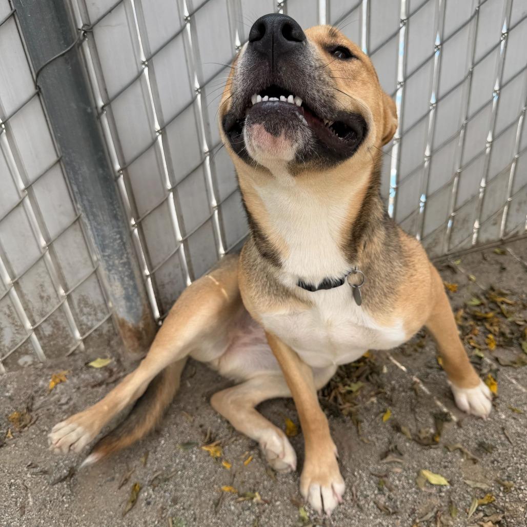 Enlarge Toast, a Adoptable mixed breed in Riverside, CA image 2/6