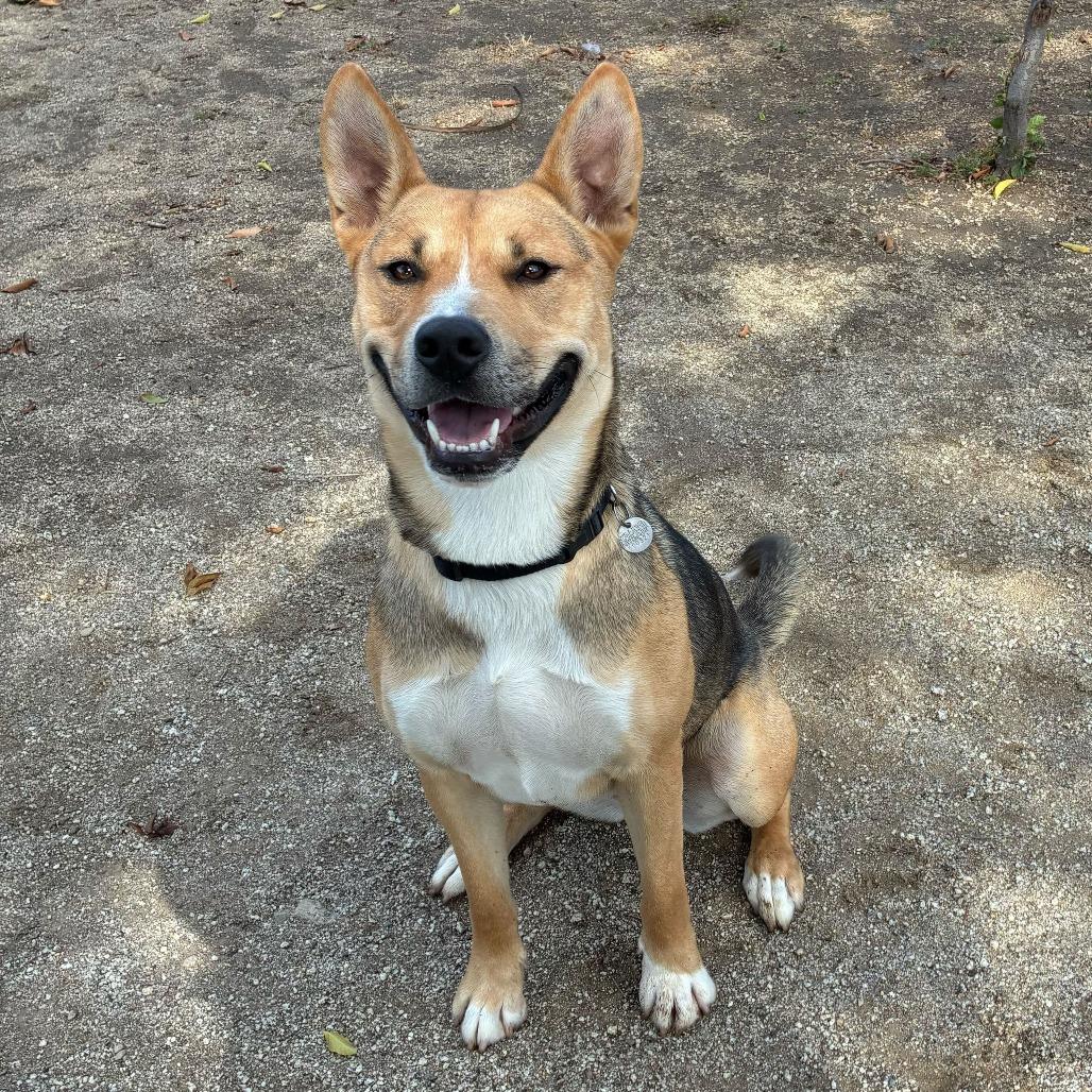 Enlarge Toast, a Adoptable mixed breed in Riverside, CA image 3/6