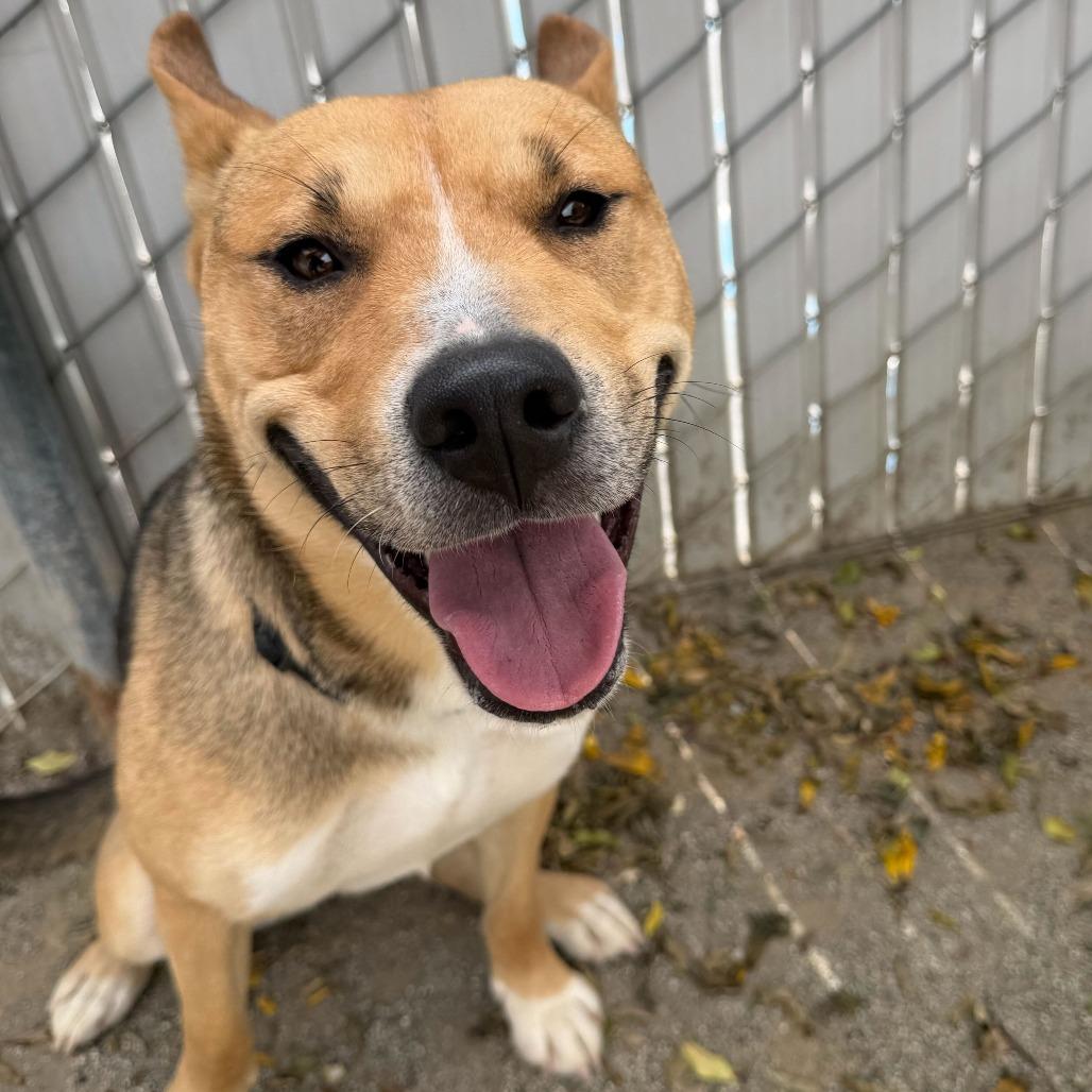 Enlarge Toast, a Adoptable mixed breed in Riverside, CA image 4/6