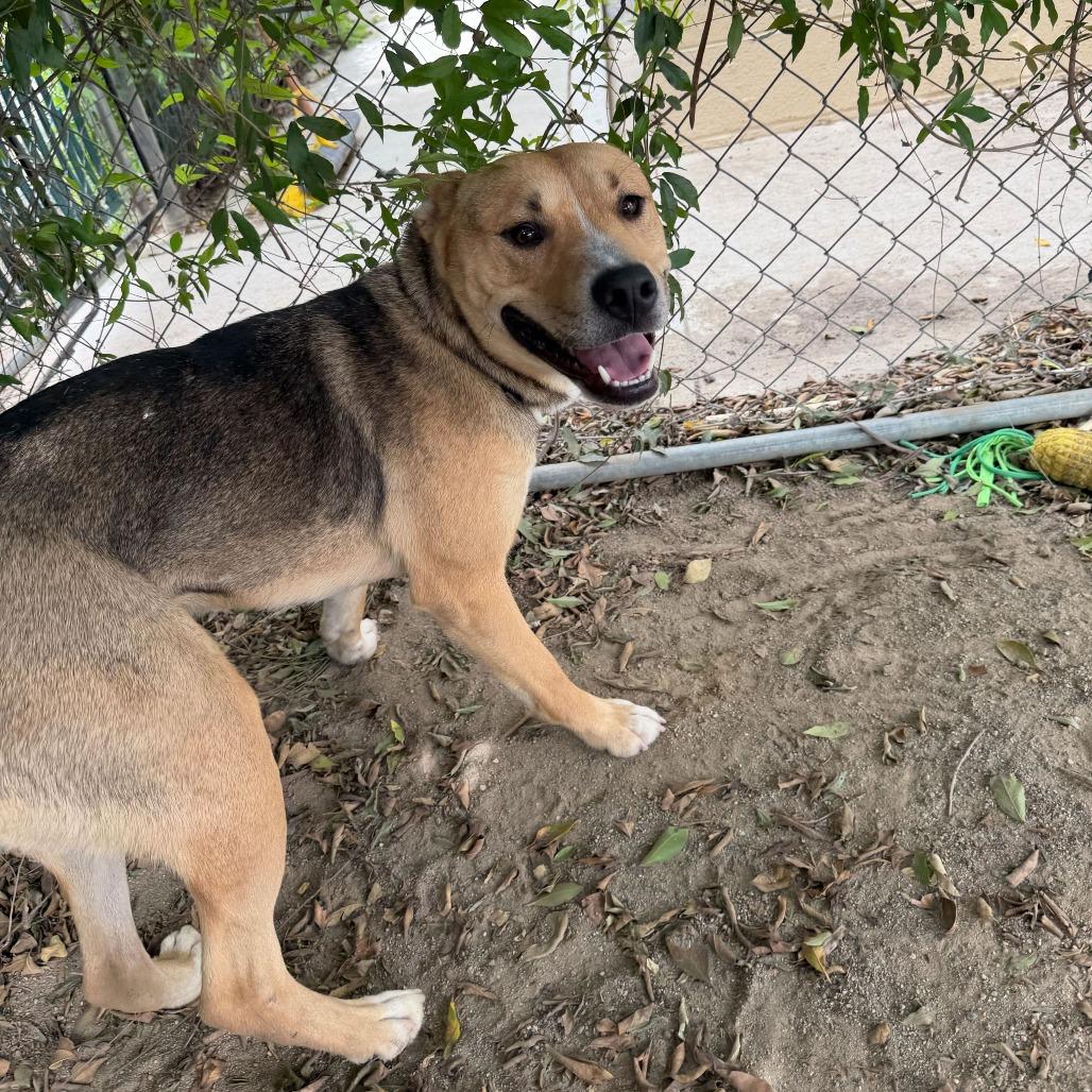 Enlarge Toast, a Adoptable mixed breed in Riverside, CA image 5/6
