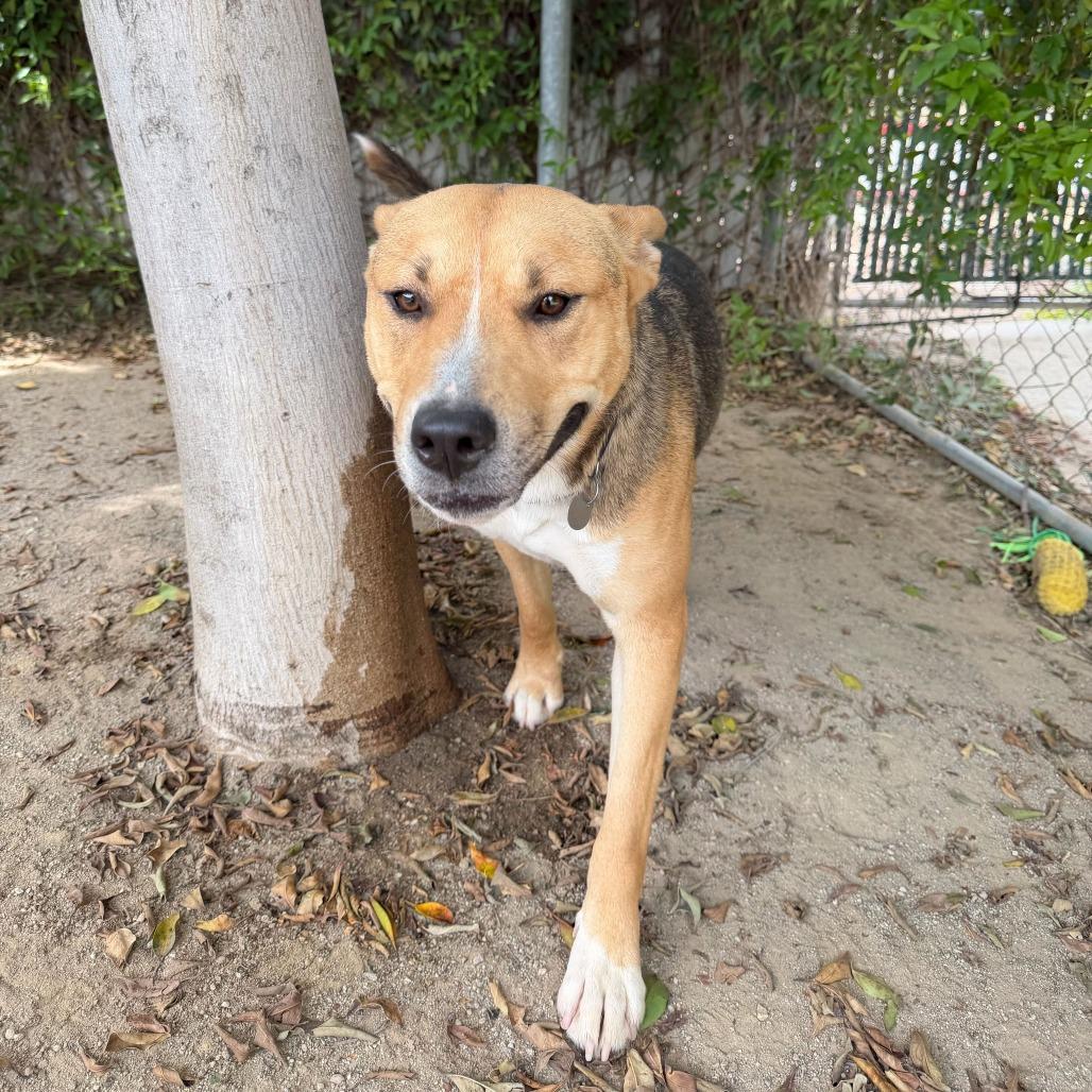 Enlarge Toast, a Adoptable mixed breed in Riverside, CA image 6/6