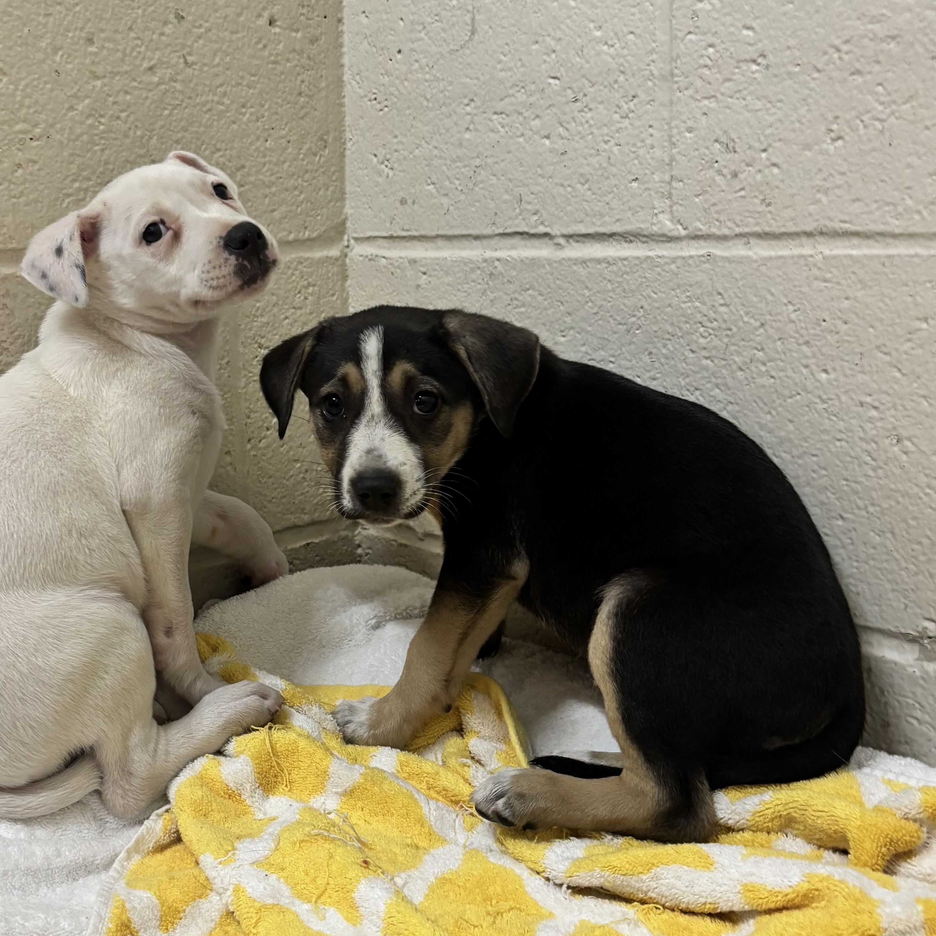 Enlarge Belle, an adoptable Mixed Breed in Collierville, TN image 1/1