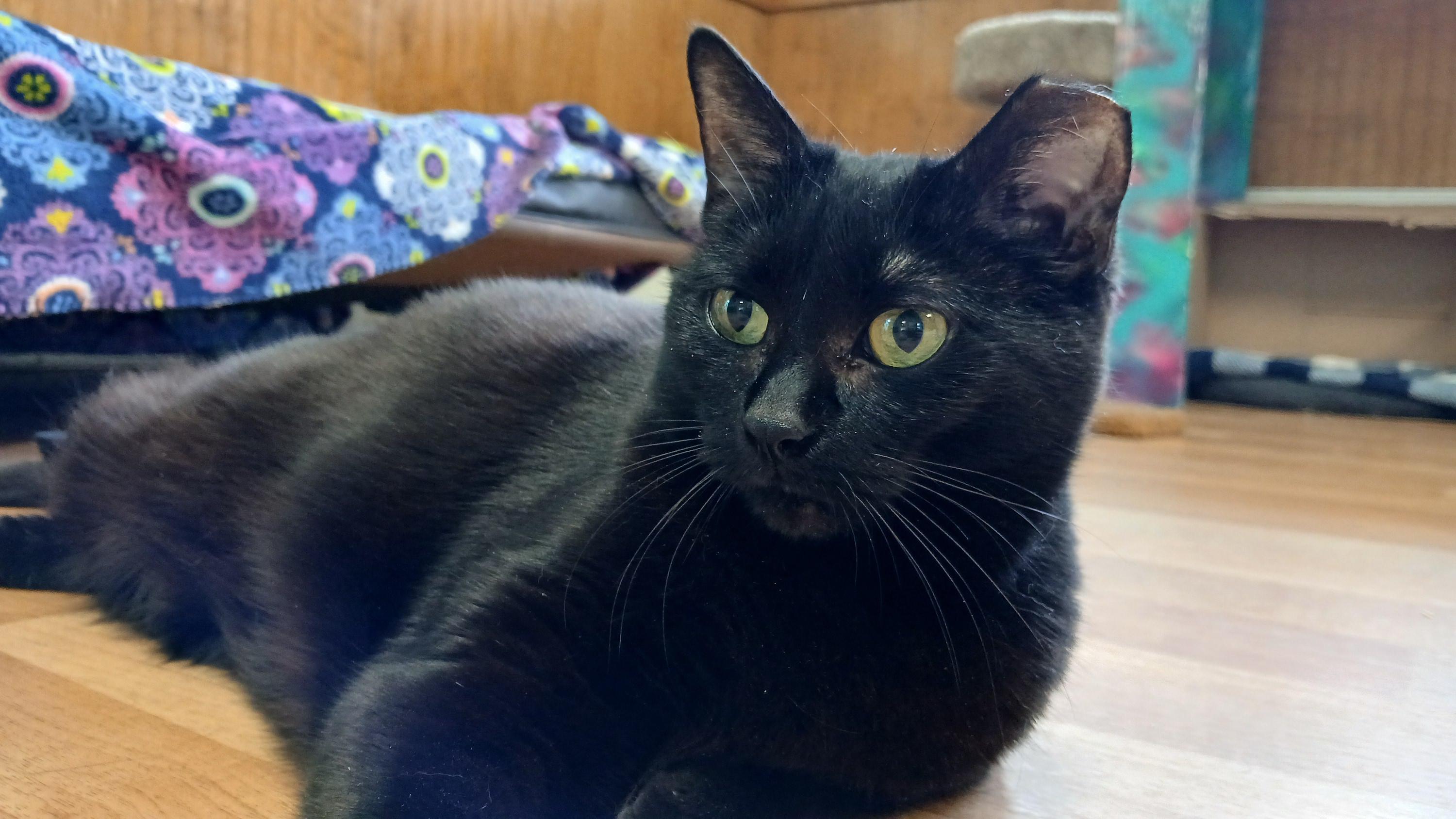 Enlarge Mrs. Peabody, a ADOPTABLE Domestic Short Hair in Cullowhee, NC image 3/6