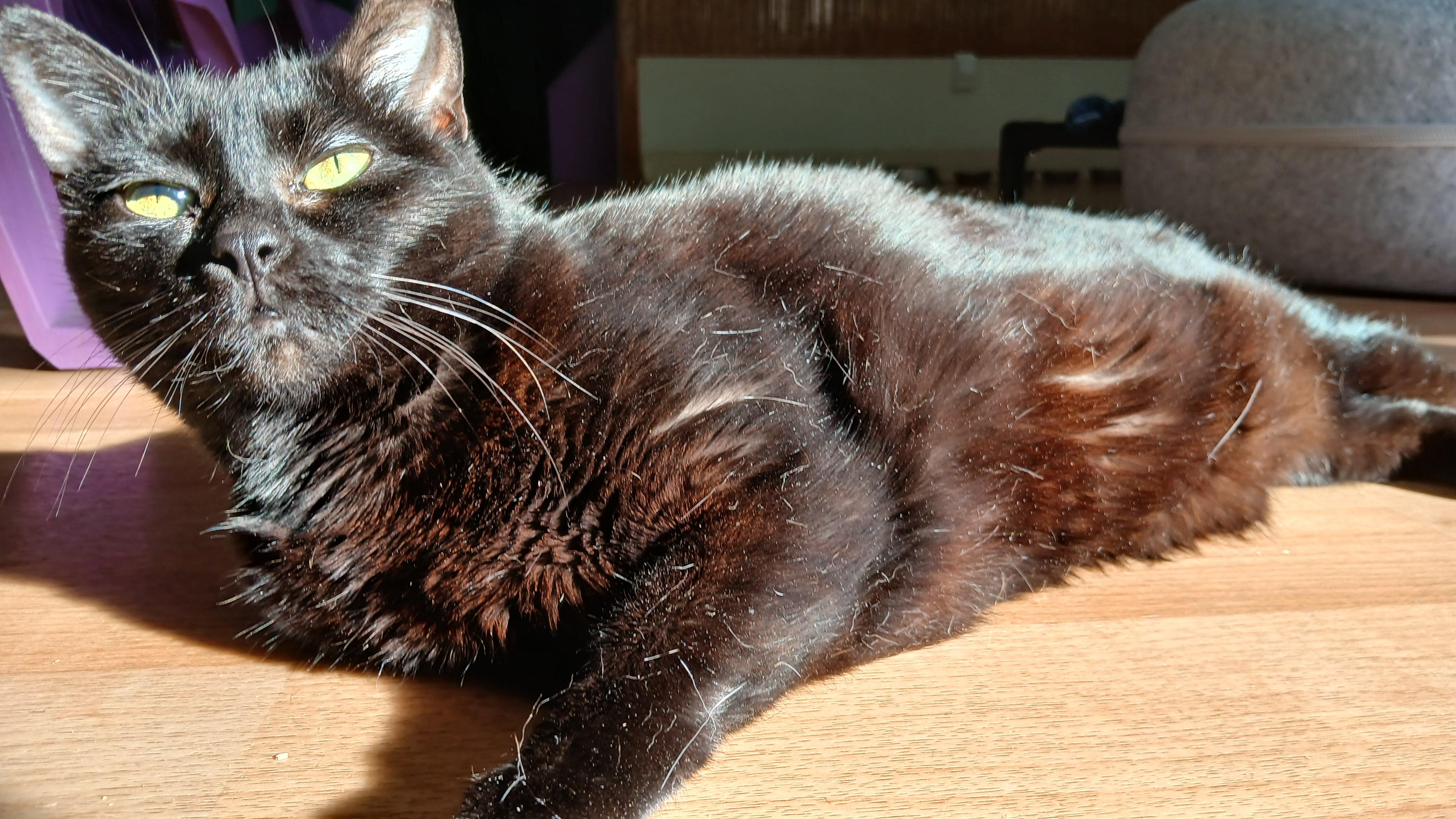 Enlarge Mrs. Peabody, a ADOPTABLE Domestic Short Hair in Cullowhee, NC image 4/6