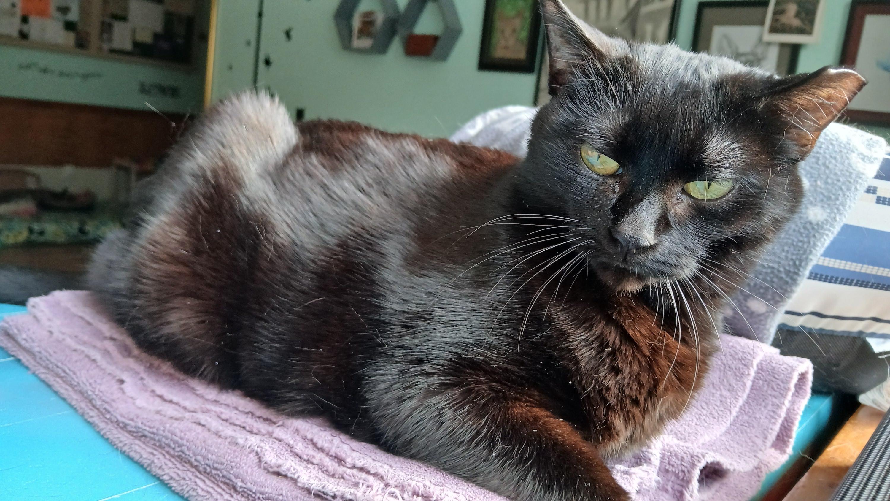 Enlarge Mrs. Peabody, a ADOPTABLE Domestic Short Hair in Cullowhee, NC image 5/6