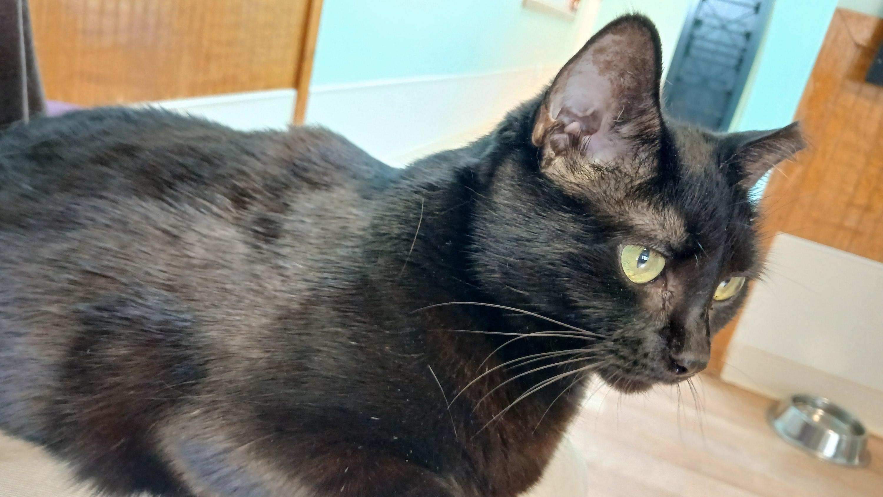 Enlarge Mrs. Peabody, a ADOPTABLE Domestic Short Hair in Cullowhee, NC image 4/6