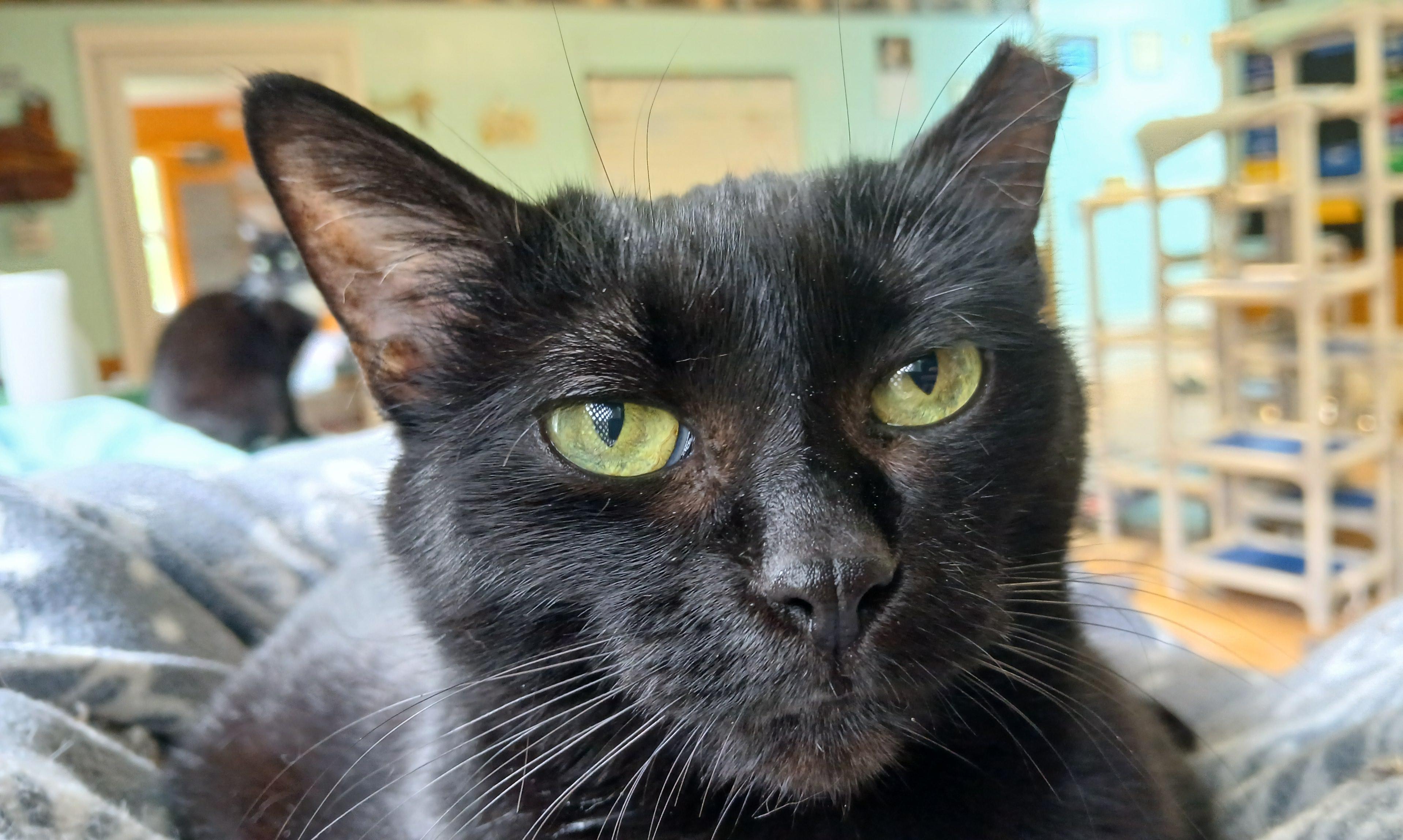 Mrs. Peabody, ADOPTABLE, Adult Female Domestic Short Hair.