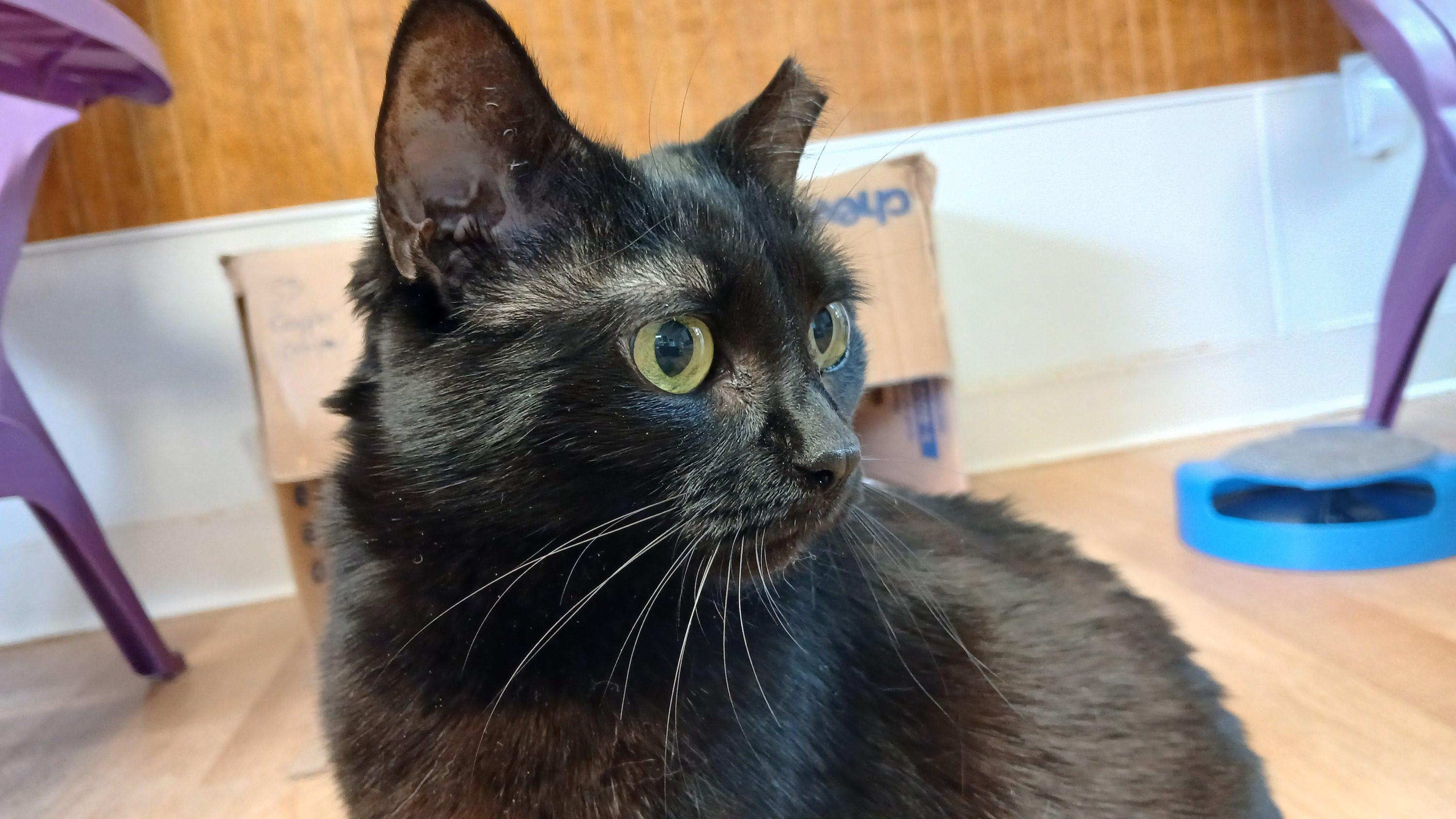 Enlarge Mrs. Peabody, a ADOPTABLE Domestic Short Hair in Cullowhee, NC image 1/6