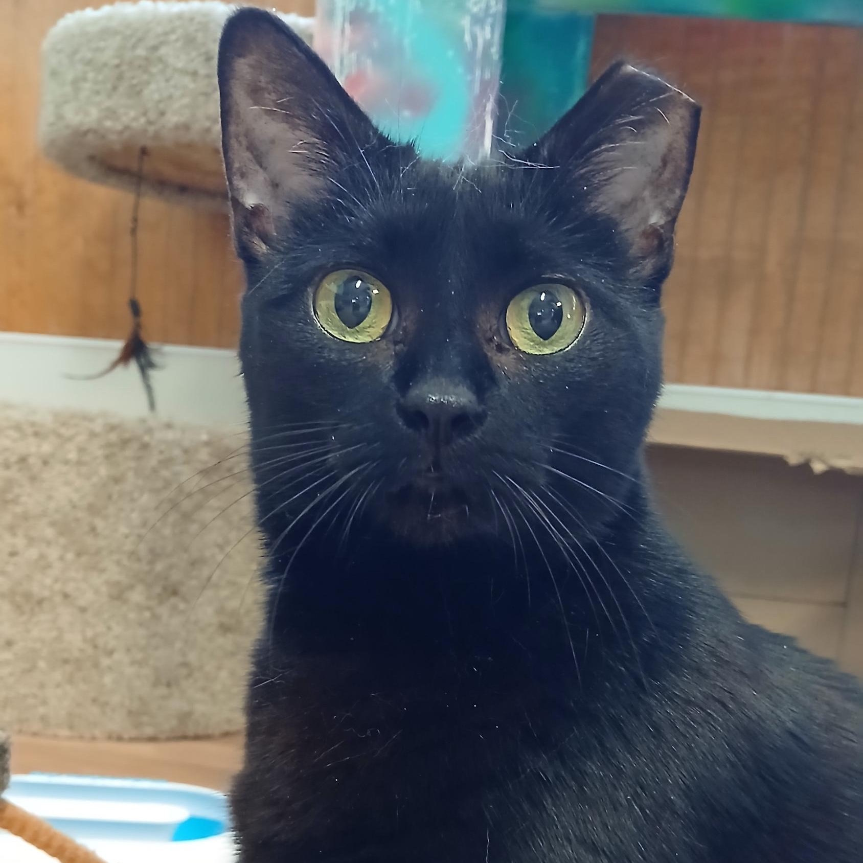 Enlarge Mrs. Peabody, a ADOPTABLE Domestic Short Hair in Cullowhee, NC image 2/6