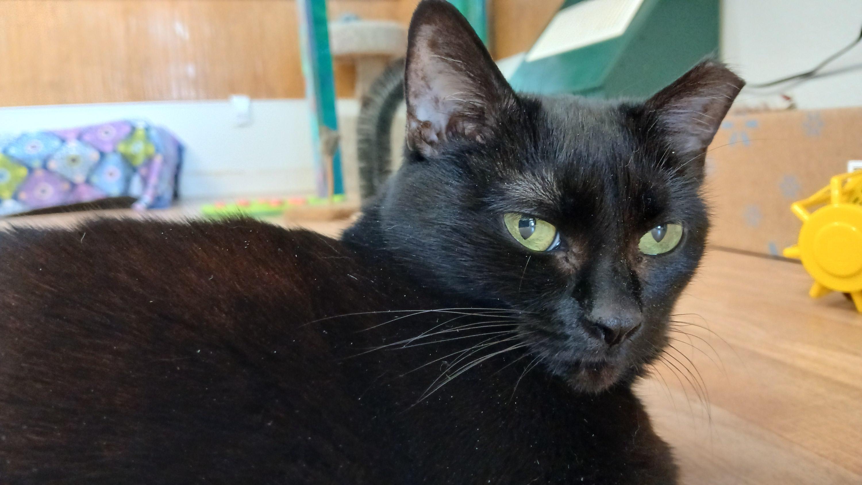 Enlarge Mrs. Peabody, a ADOPTABLE Domestic Short Hair in Cullowhee, NC image 6/6