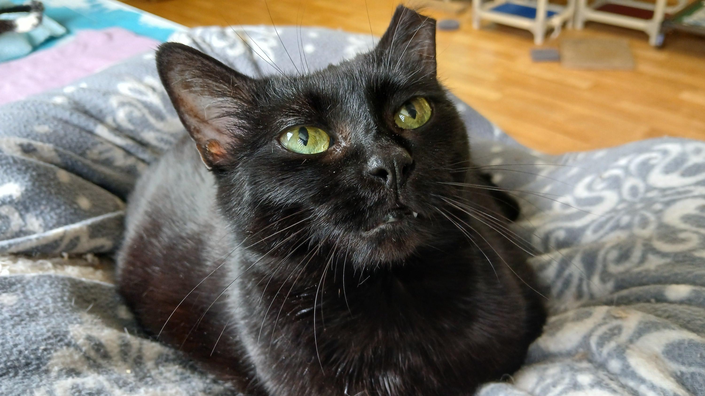 Mrs. Peabody, ADOPTABLE, Adult Female Domestic Short Hair.