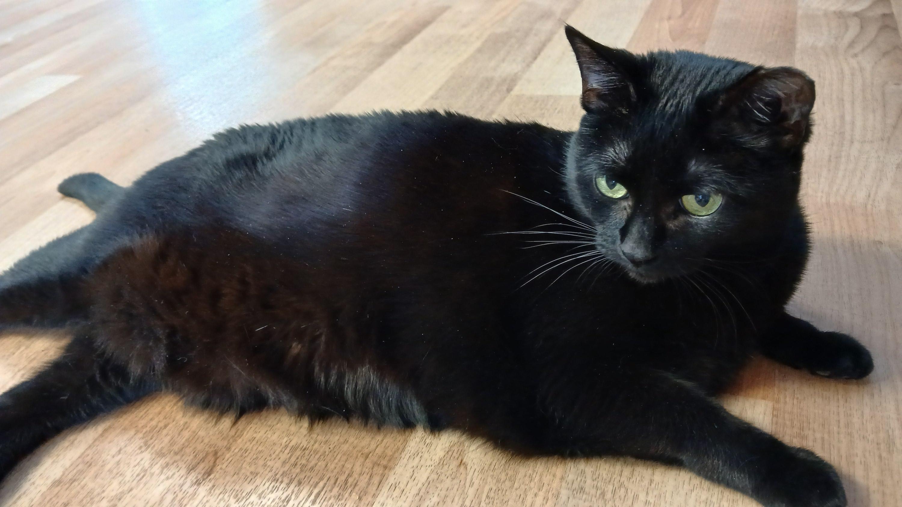 Enlarge Mrs. Peabody, a ADOPTABLE Domestic Short Hair in Cullowhee, NC image 5/6