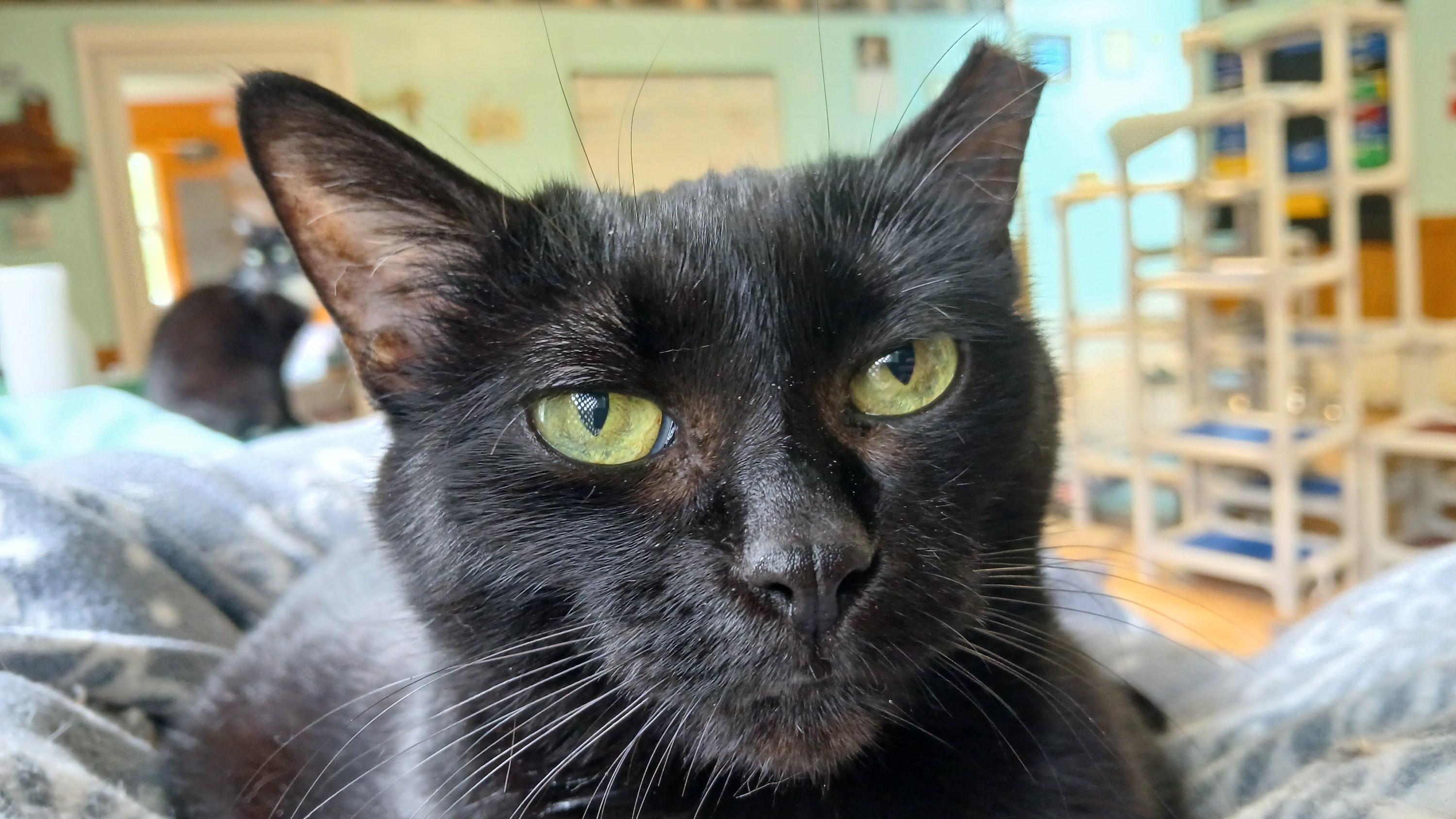 Enlarge Mrs. Peabody, a ADOPTABLE Domestic Short Hair in Cullowhee, NC image 6/6