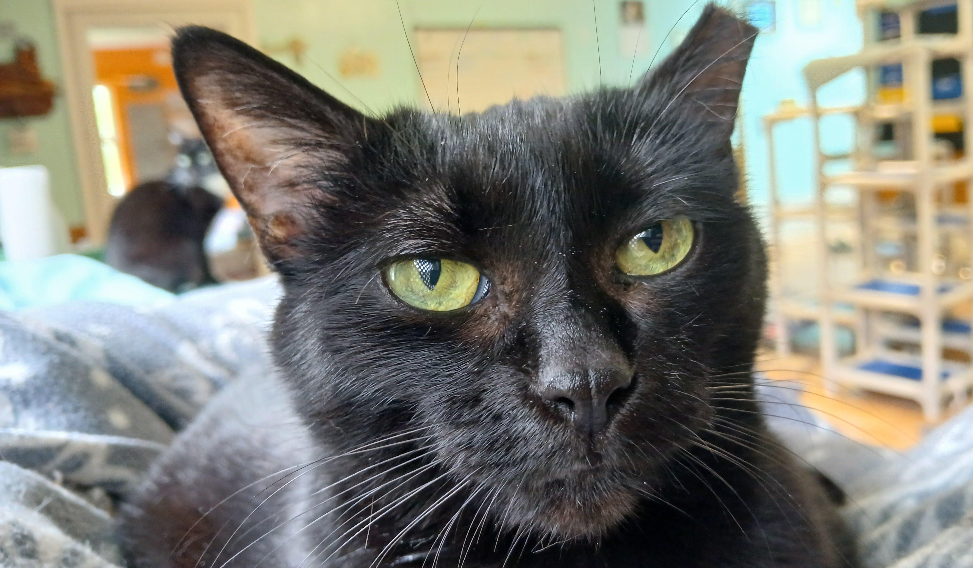 Mrs. Peabody, ADOPTABLE, Adult Female Domestic Short Hair.