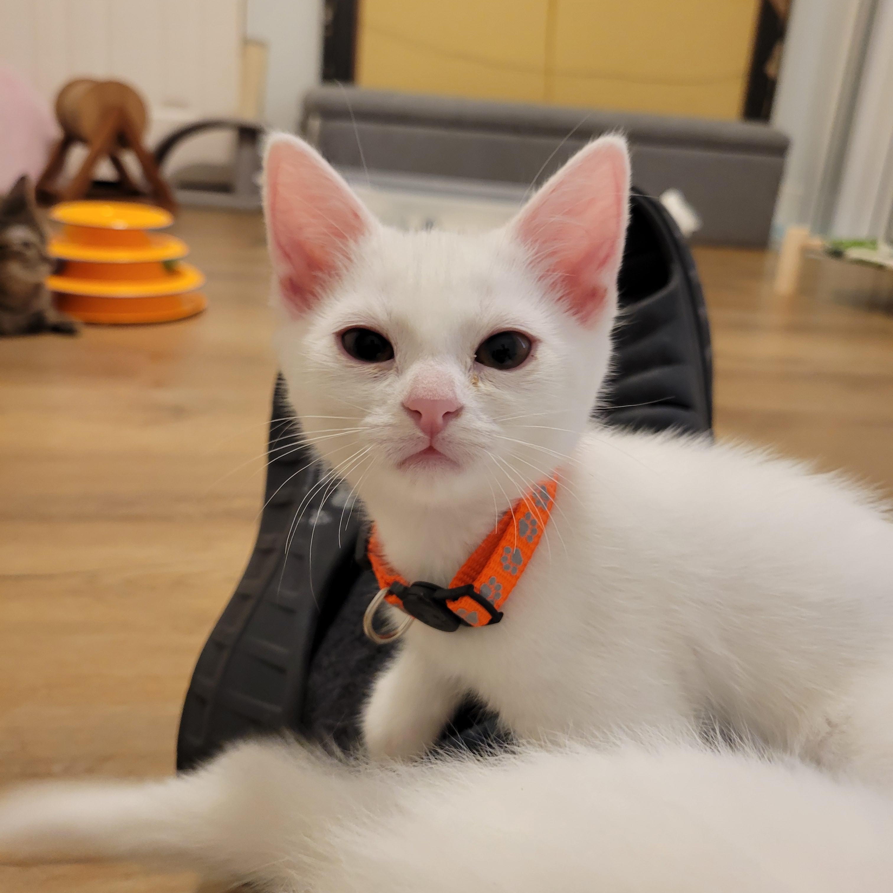 Phoebe, adopted, Kitten Female Domestic Short Hair.
