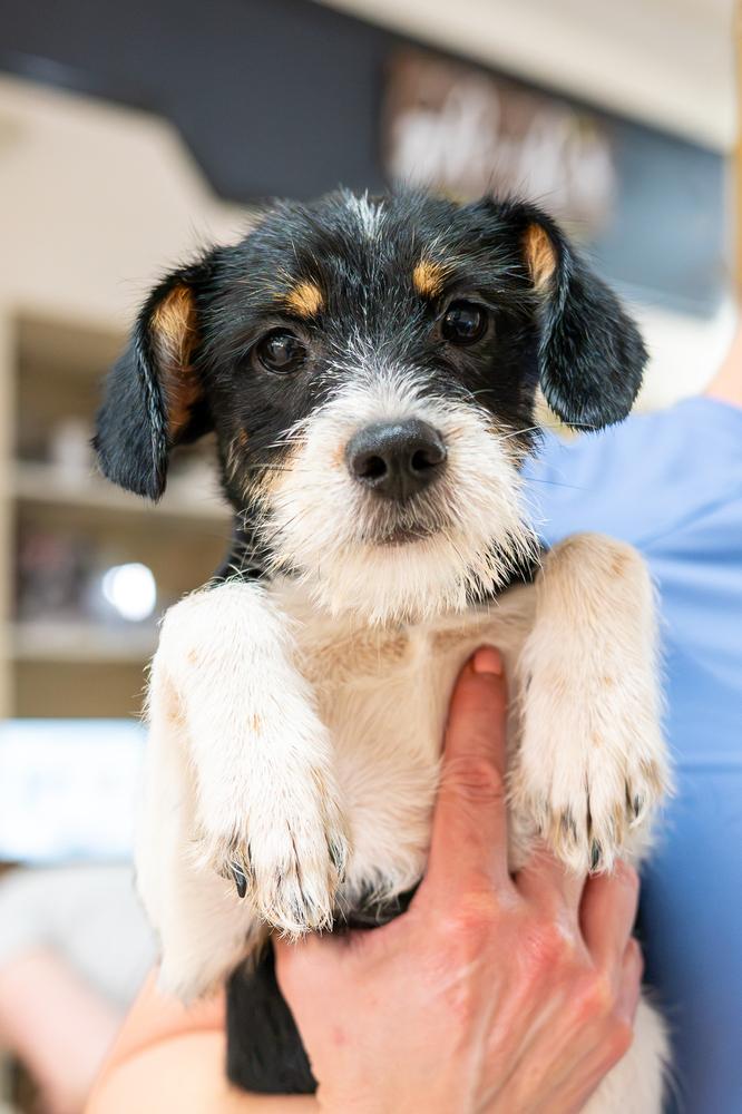 Enlarge Jethro, a Adoptable mixed breed in Mundelein, IL image 1/6