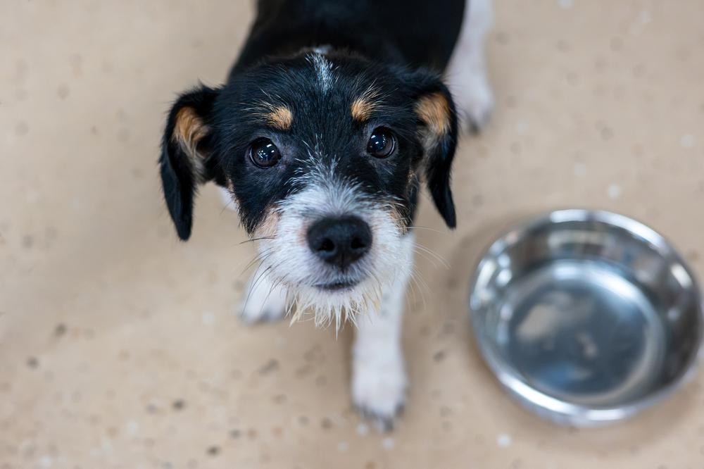 Enlarge Jethro, a Adoptable mixed breed in Mundelein, IL image 2/6