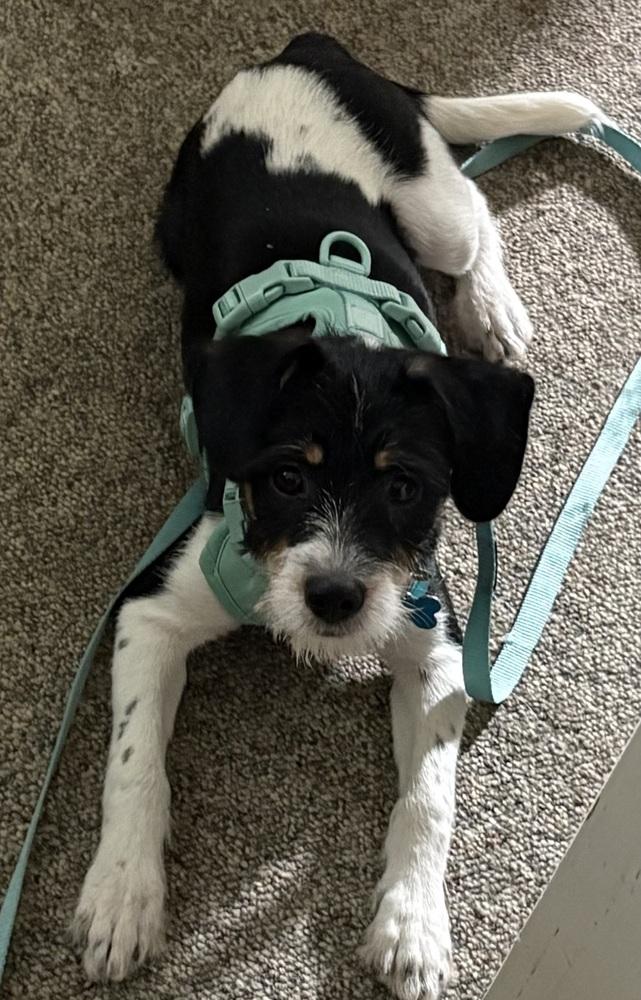 Enlarge Jethro, a Adoptable mixed breed in Mundelein, IL image 3/6