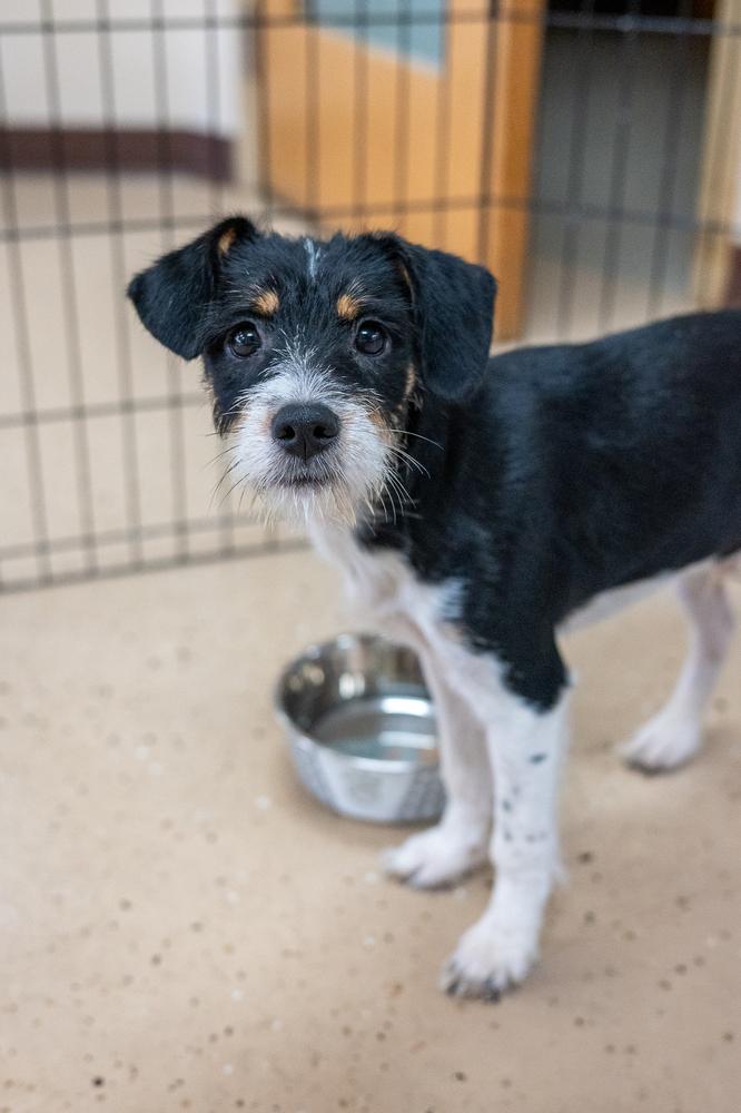 Enlarge Jethro, a Adoptable mixed breed in Mundelein, IL image 4/6