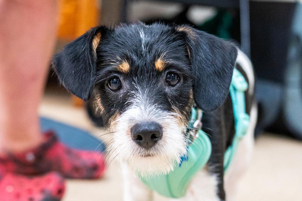 Enlarge Jethro, a Adoptable mixed breed in Mundelein, IL image 6/6