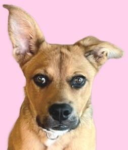 Enlarge Holly - Adopt Me!, a Adoptable mixed breed in Lake Forest, CA image 2/6