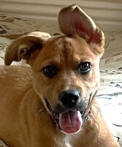 Enlarge Holly - Adopt Me!, a Adoptable mixed breed in Lake Forest, CA image 3/6