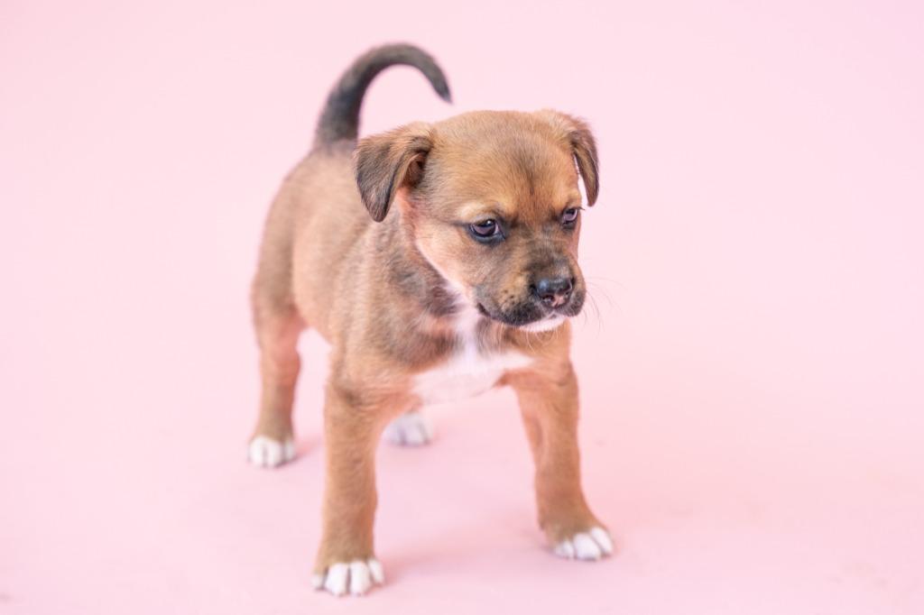 Holly - Adopt Me!, a Adoptable mixed breed in Lake Forest, CA image 2/6